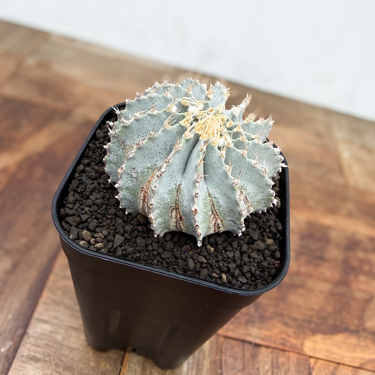 Geohintonia mexicana【ゲオヒントニア・メキシカーナ】