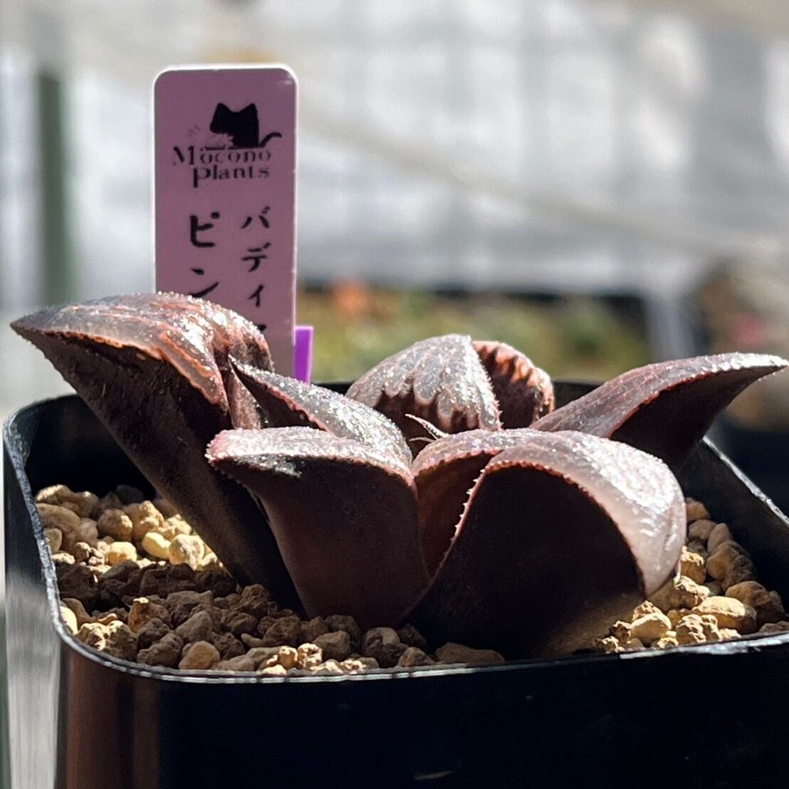 ハオルチア バディア ピンキー | mocono_plants