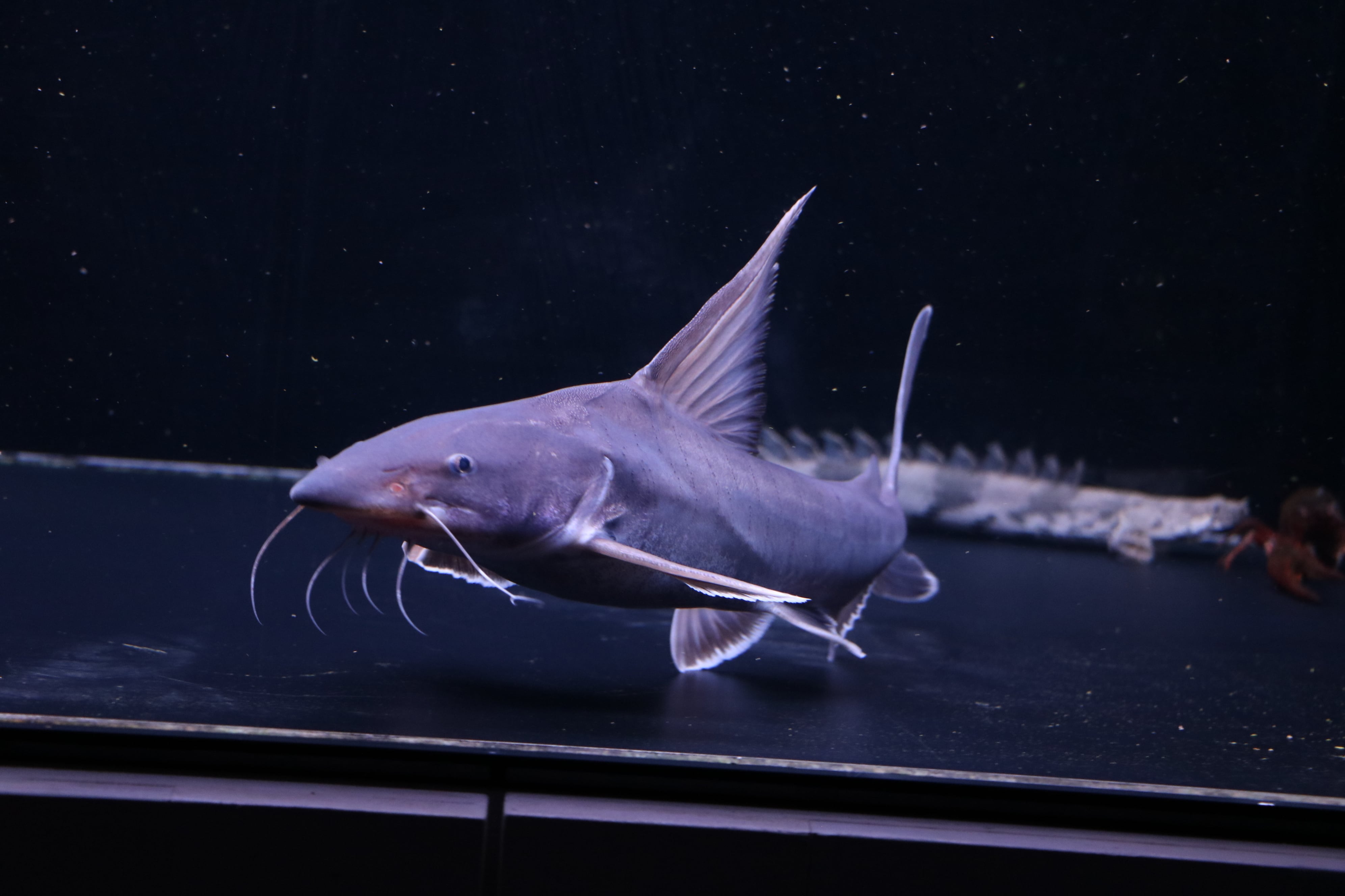 熱帯魚、古代魚、カプアスフル