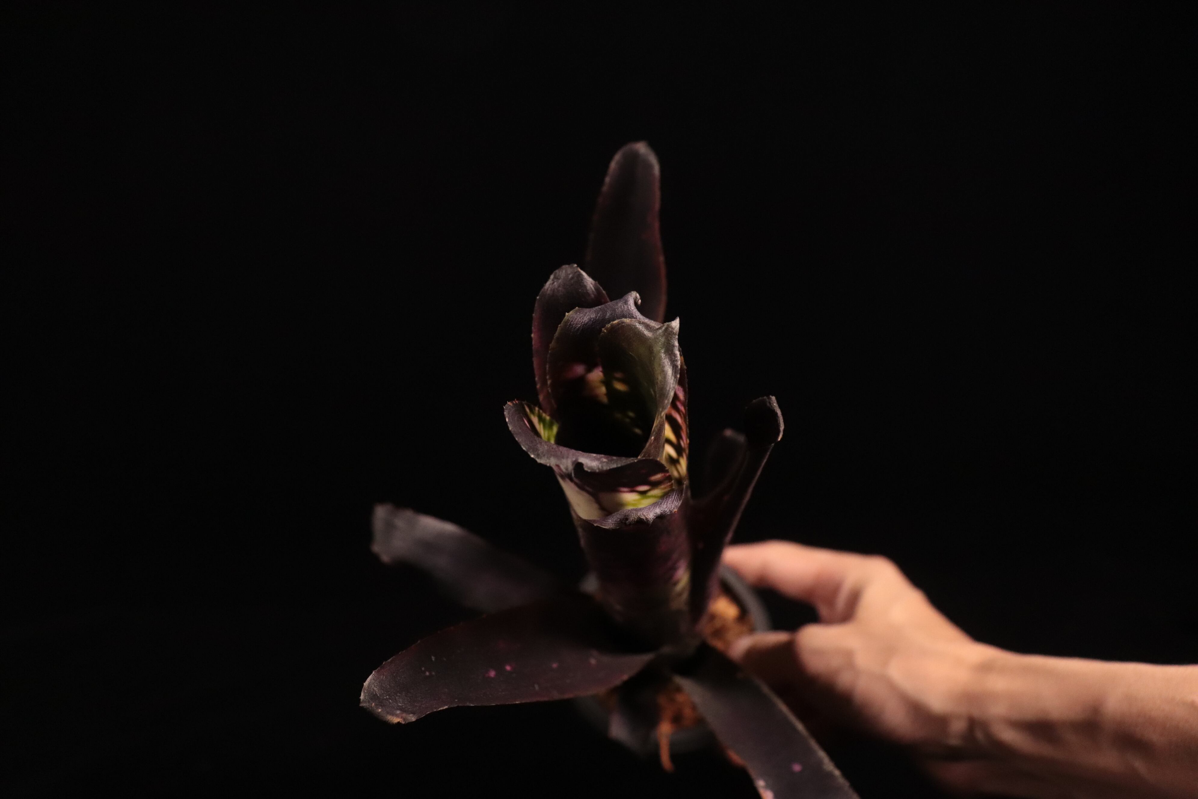 Billbergia 'Ema' (花芽付き)〔ビルベルギア〕B338 | plane plants
