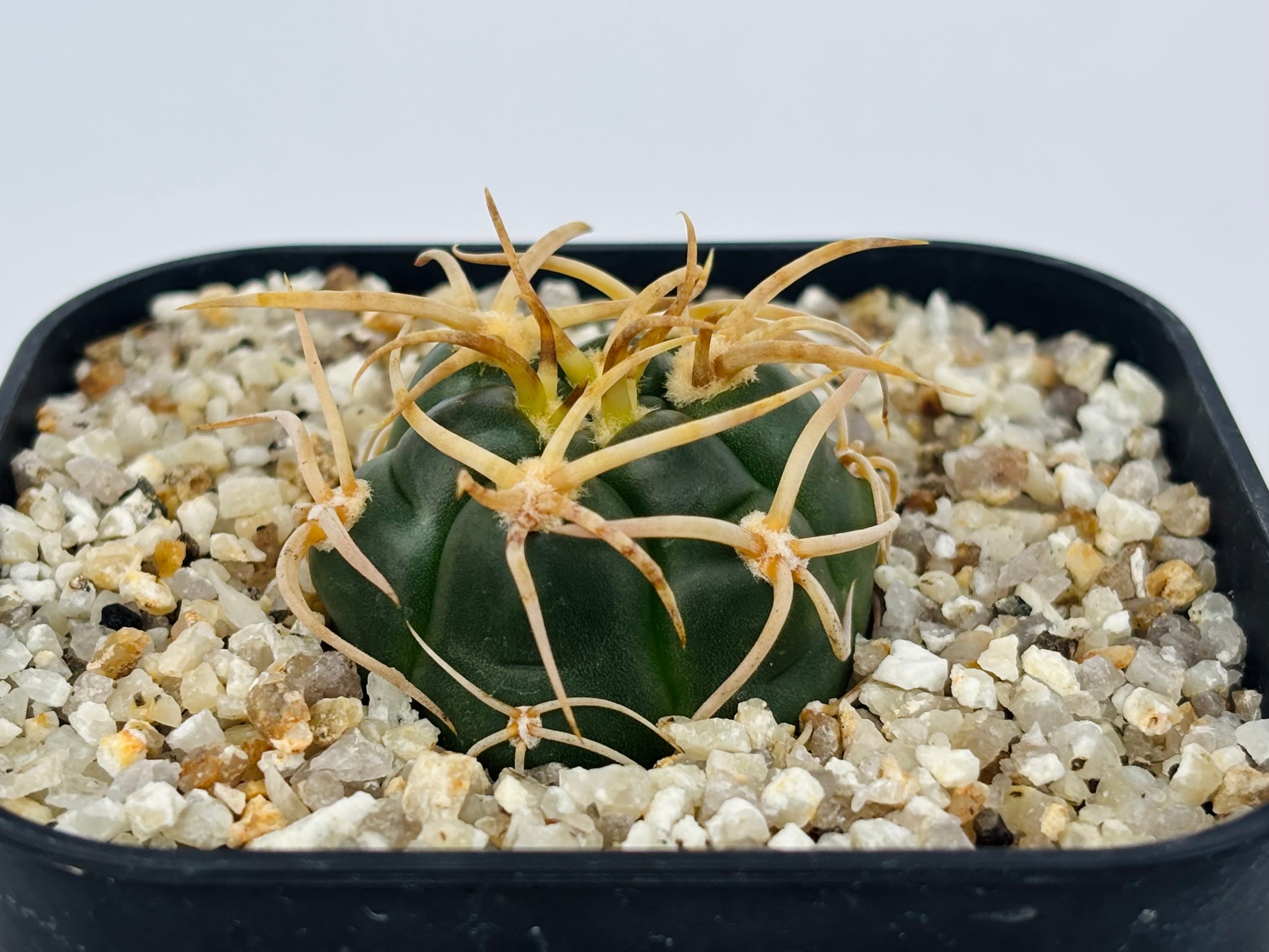 ギムノカリキウム　バッテリー　海王丸　サボテンセット Gymnocalycium denudatum ギムノカリキウム 海王丸 サボテン | plants