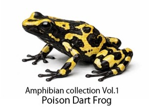 ヤドクガエル 缶バッチキーホルダー Amphibian collection Vol.1 / Poison Dart Frag