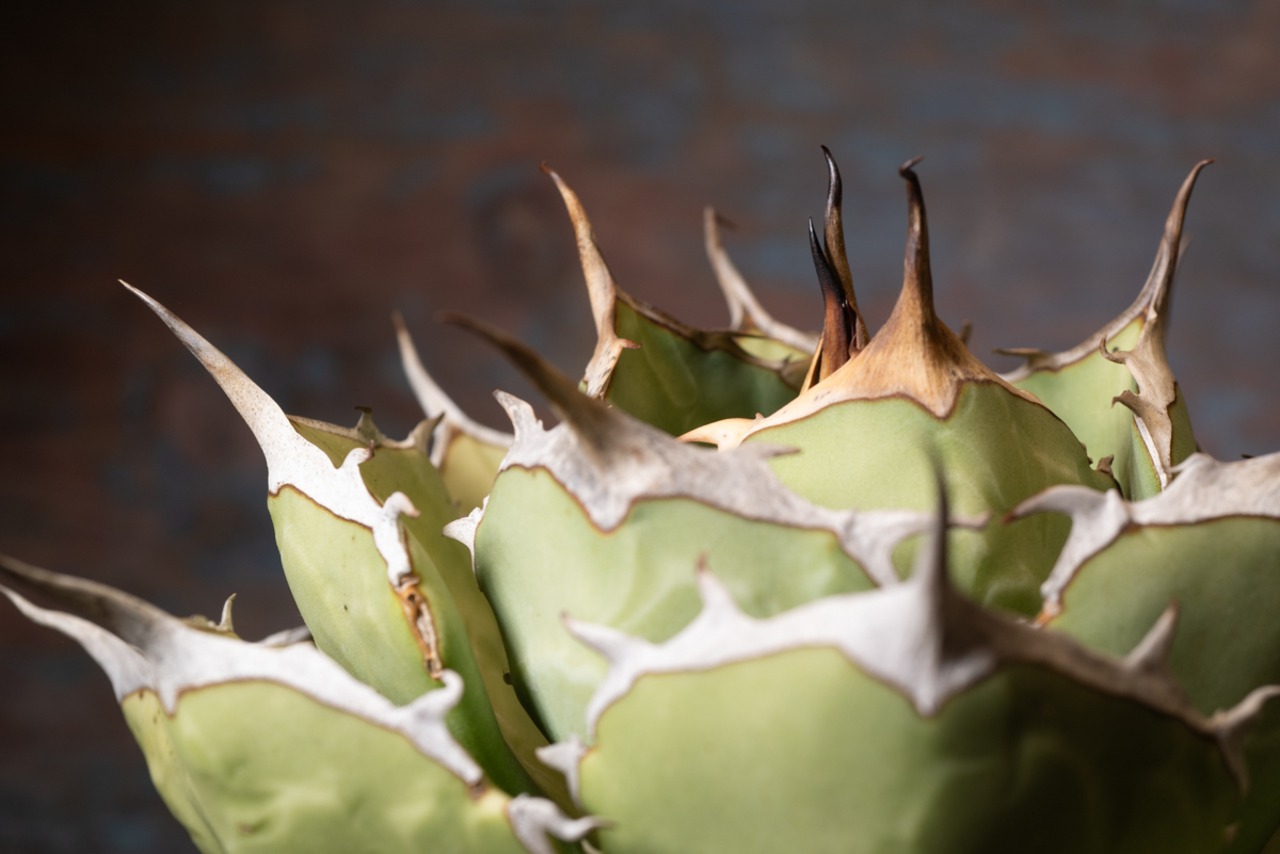 アガベ チタノタ ノーネーム③ 画像5