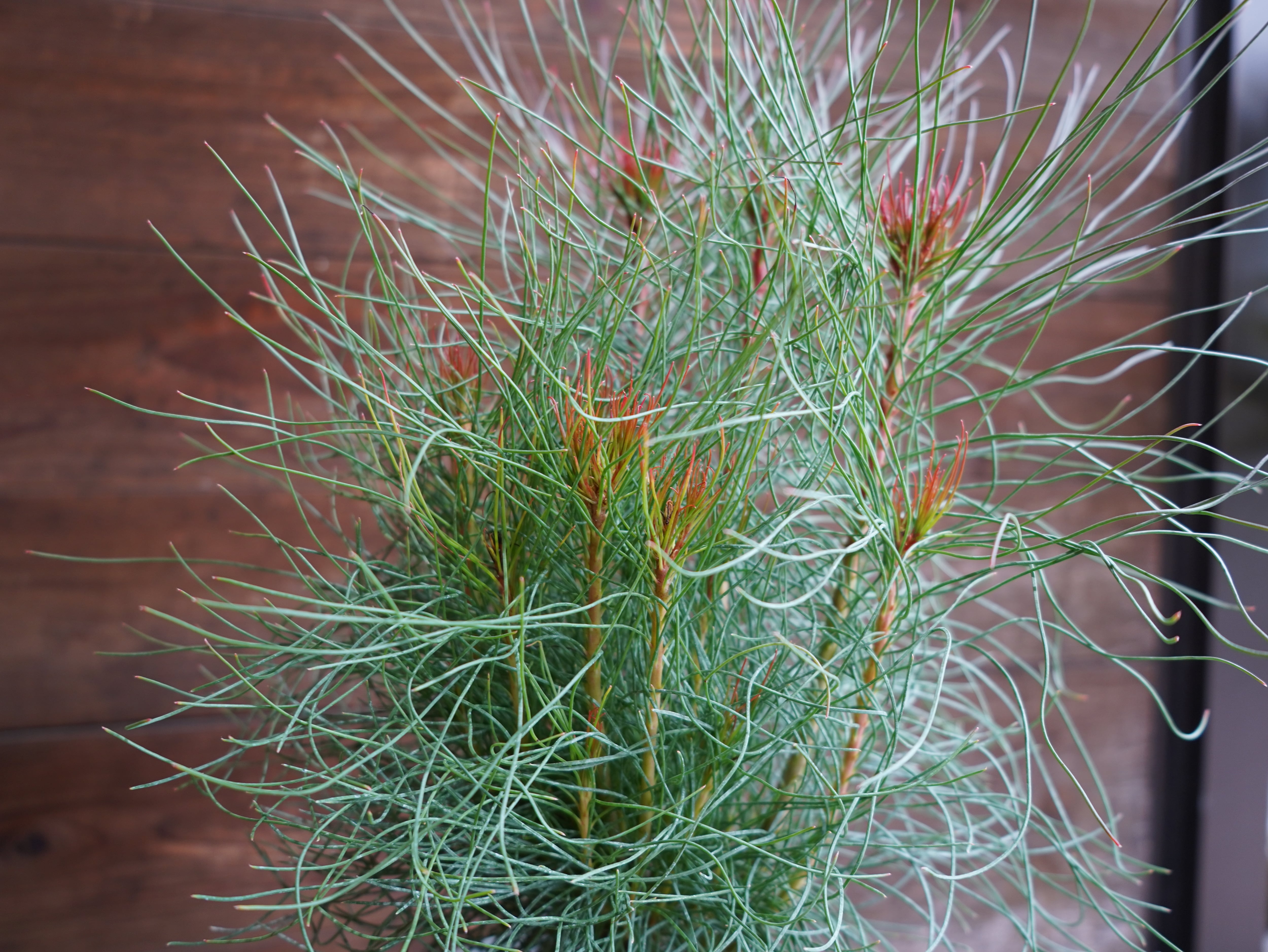 【現物】オーラックス　カンセラータ　”ブロンズヘイズ”　B