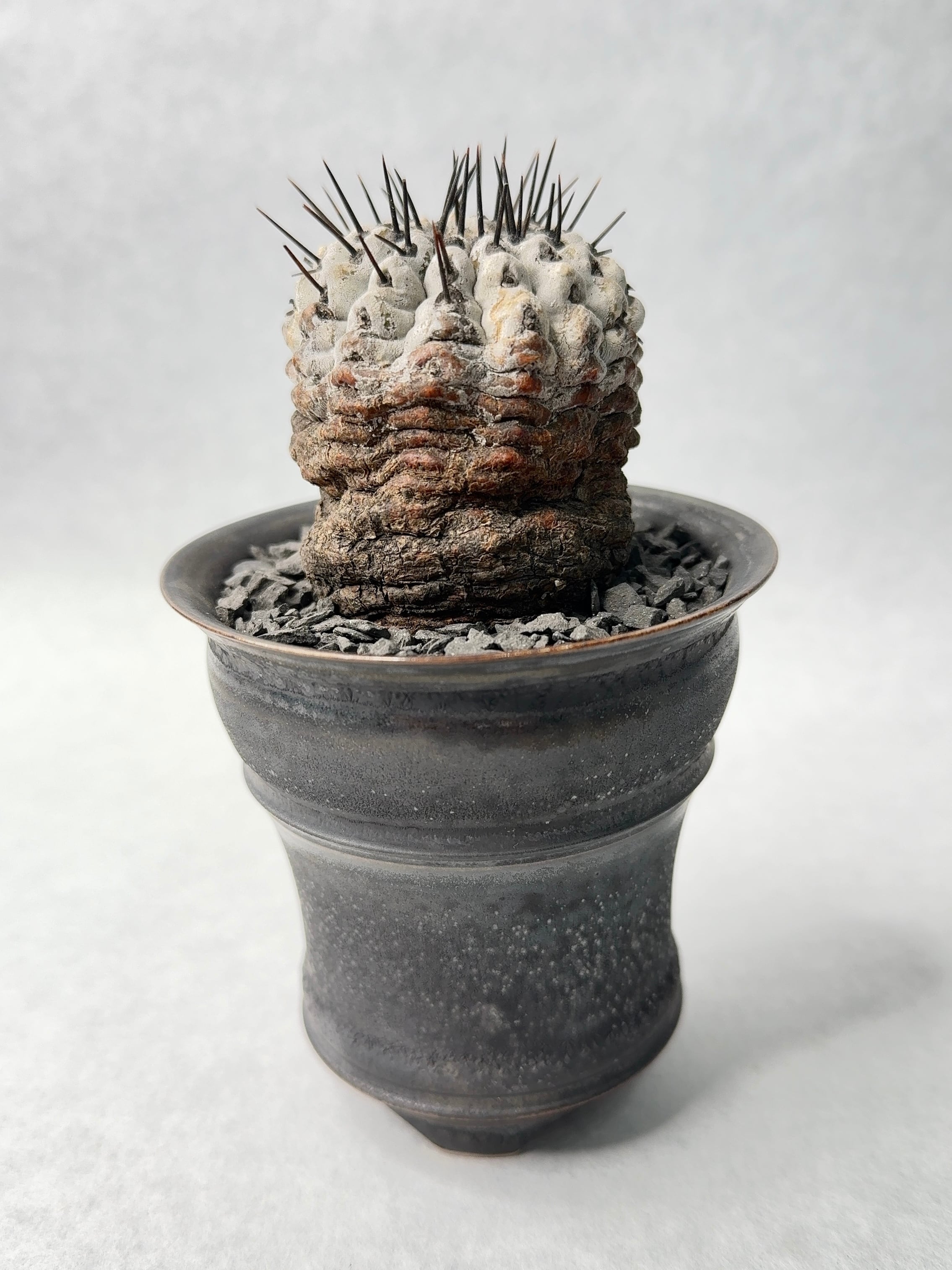 E*y様 コピアポア 黒王丸 竜魔玉×栗星玉 2株セット プラステラ105付き コピアポア 黒王丸 竜魔玉×栗星玉 2株セット プラステラ105付き 2025年