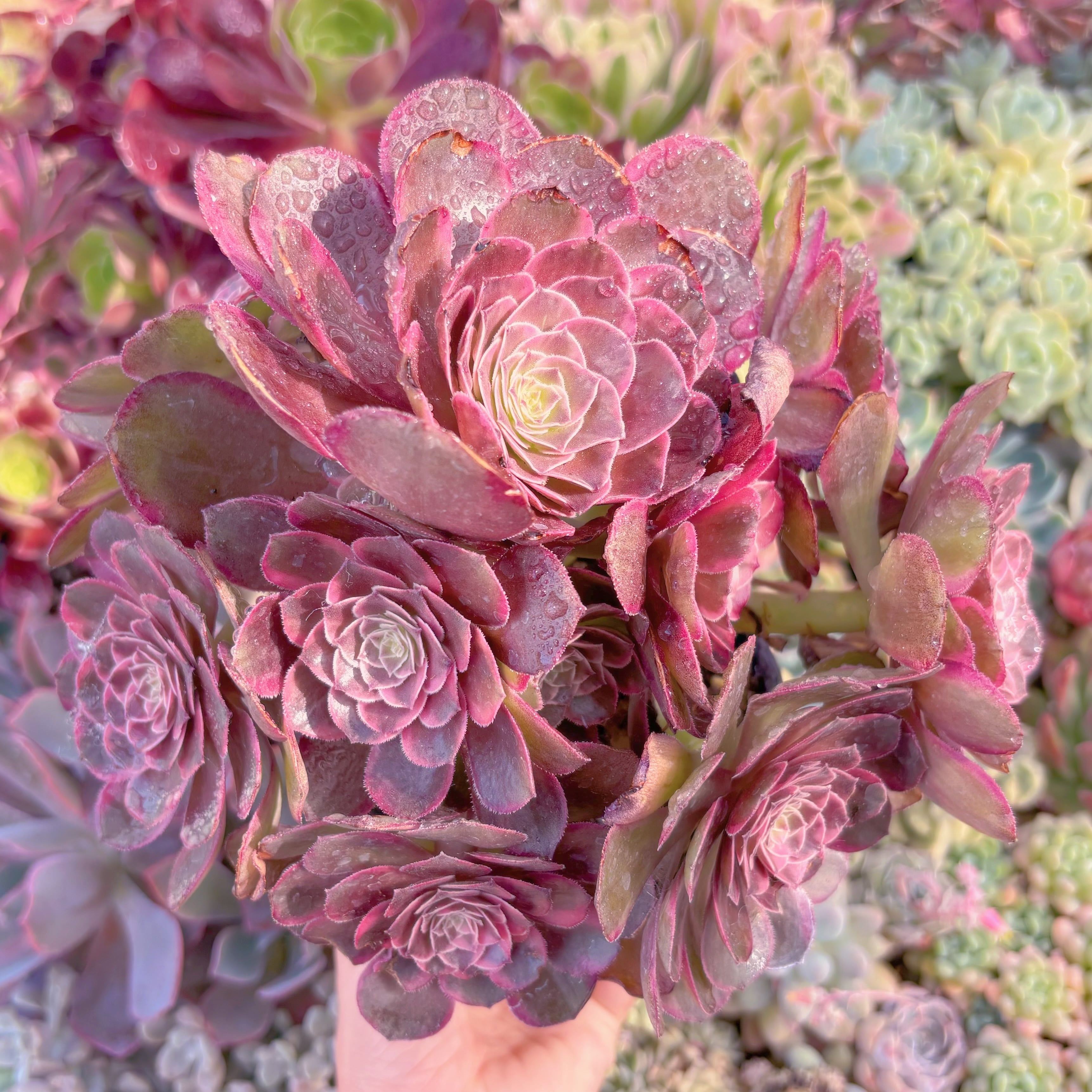 現品　Love in a Fallen City#F242　特大群生　新入荷　るる農園