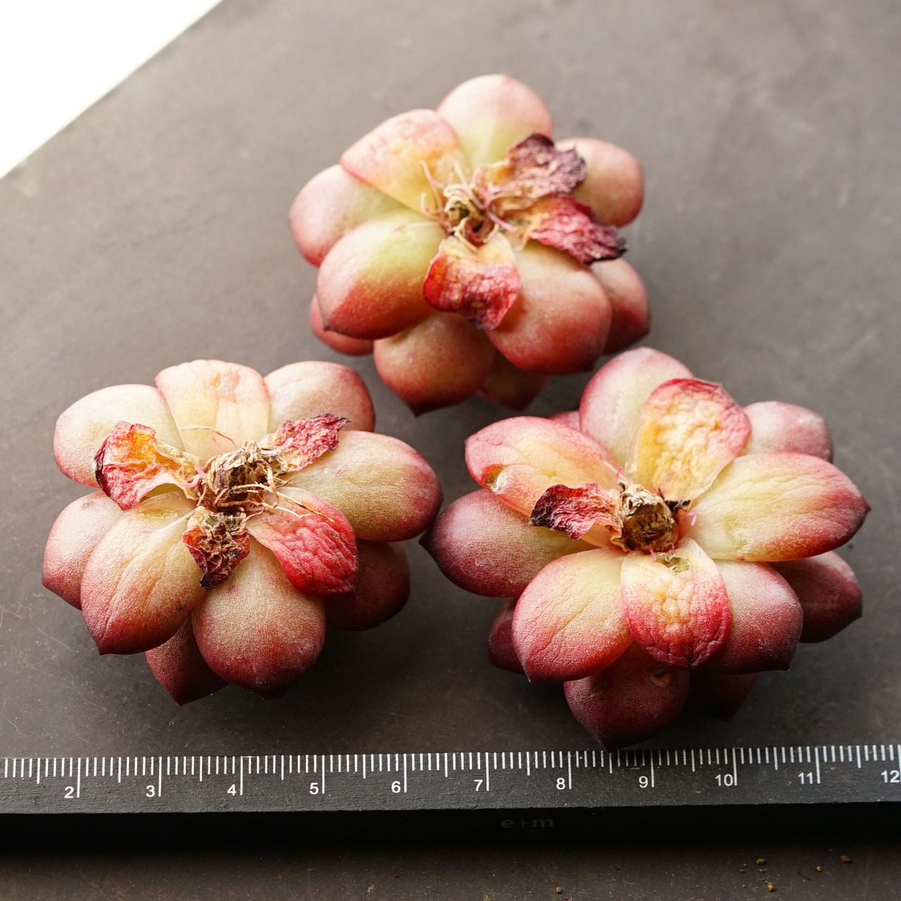 抜き苗 TM Echeveria 'TM'