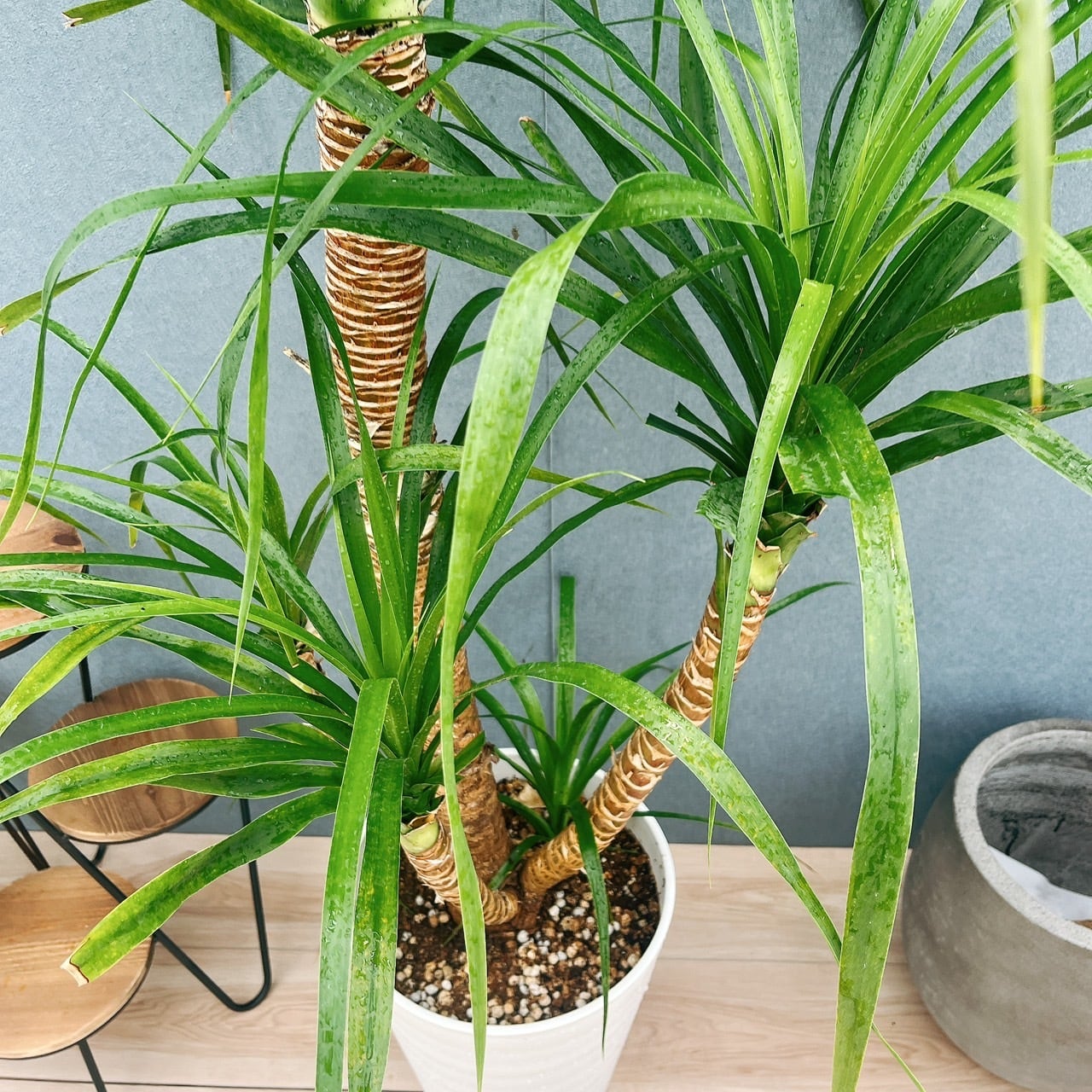 ドラセナ カンボジアーナ 幹太 特大株 10号 現品］【希少】10番 ドラセナ カンボジアーナ 10号 観葉植物 レア 室内