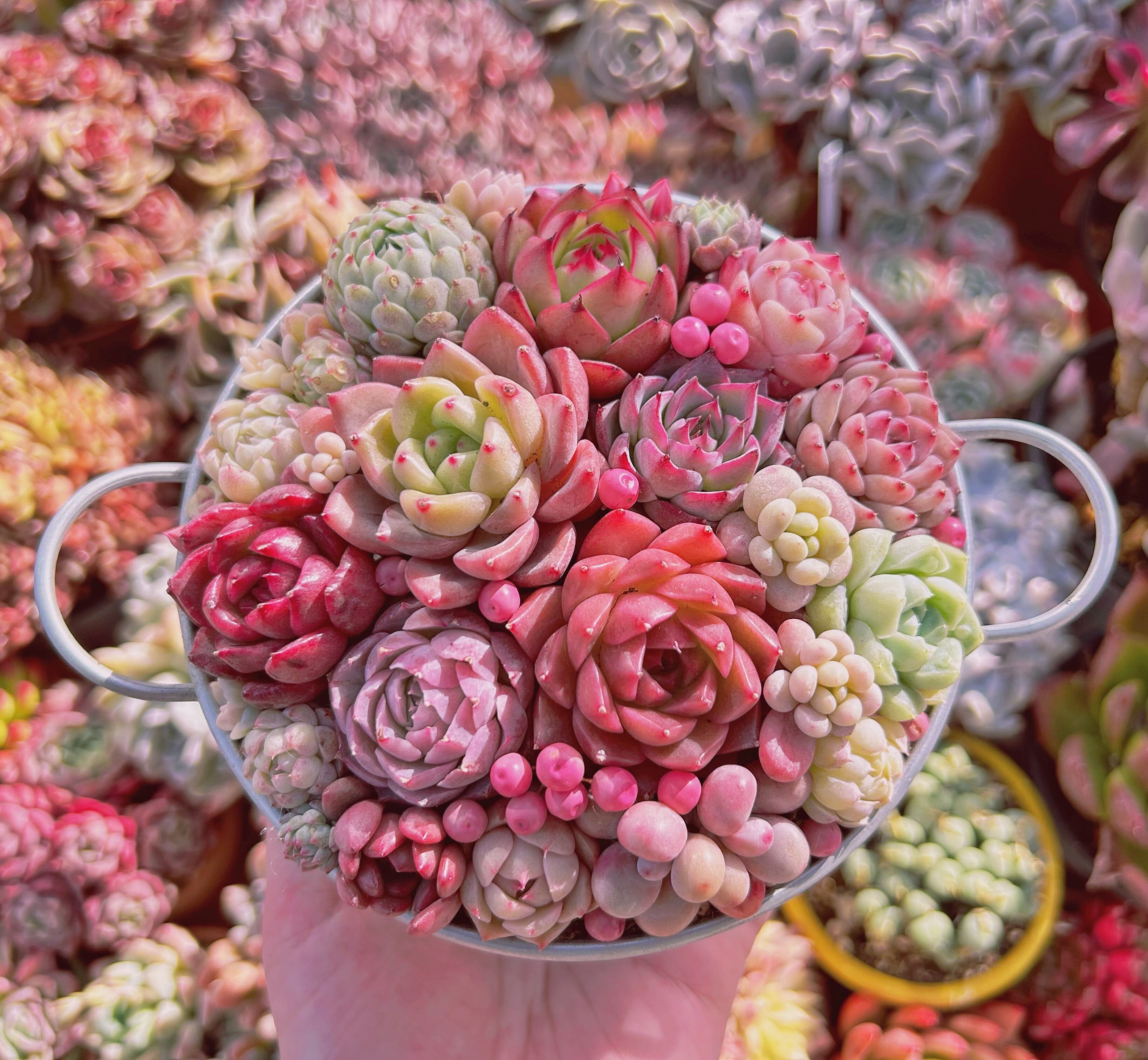 #024現物　寄せ植えセット