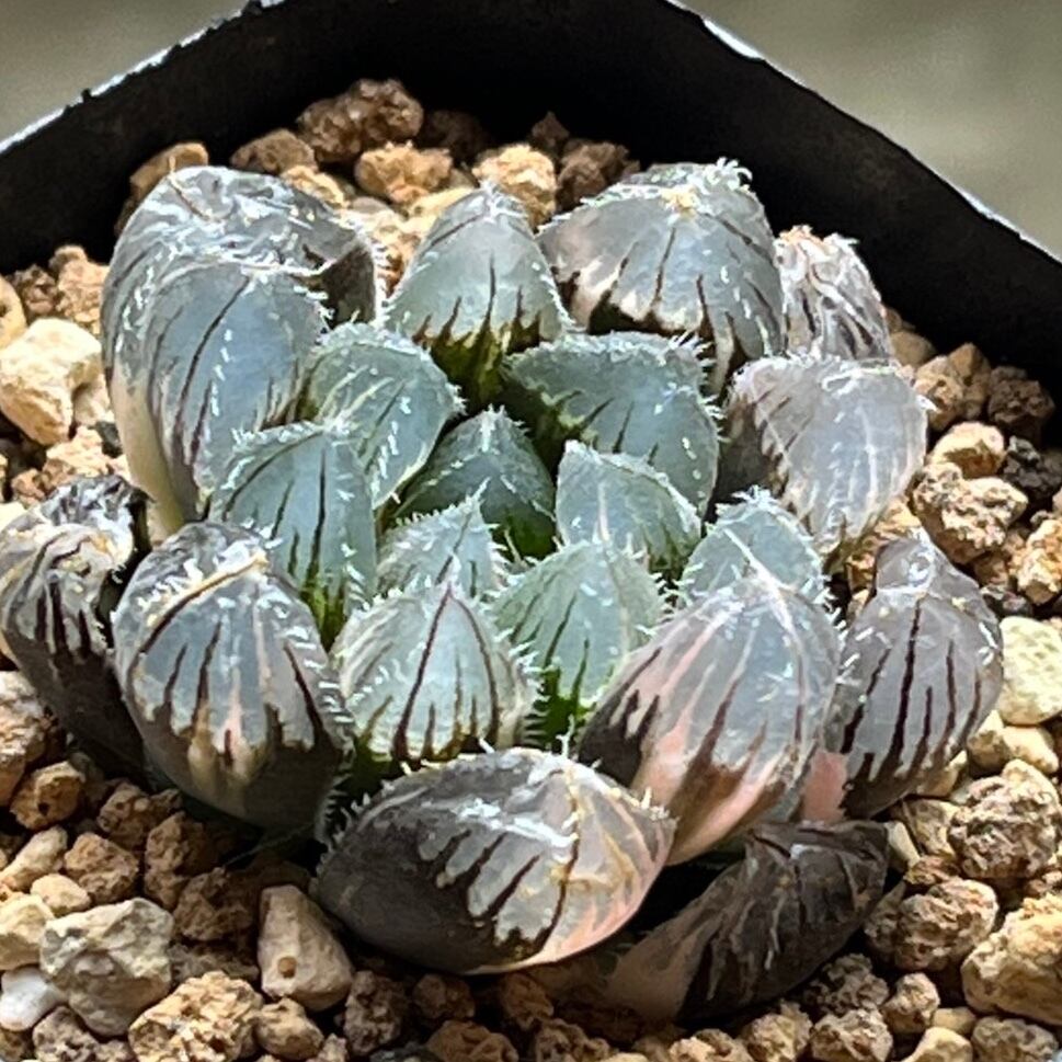 ハオルチア 酒呑童子錦 ハオルチア 酒呑童子錦 | mocono_plants