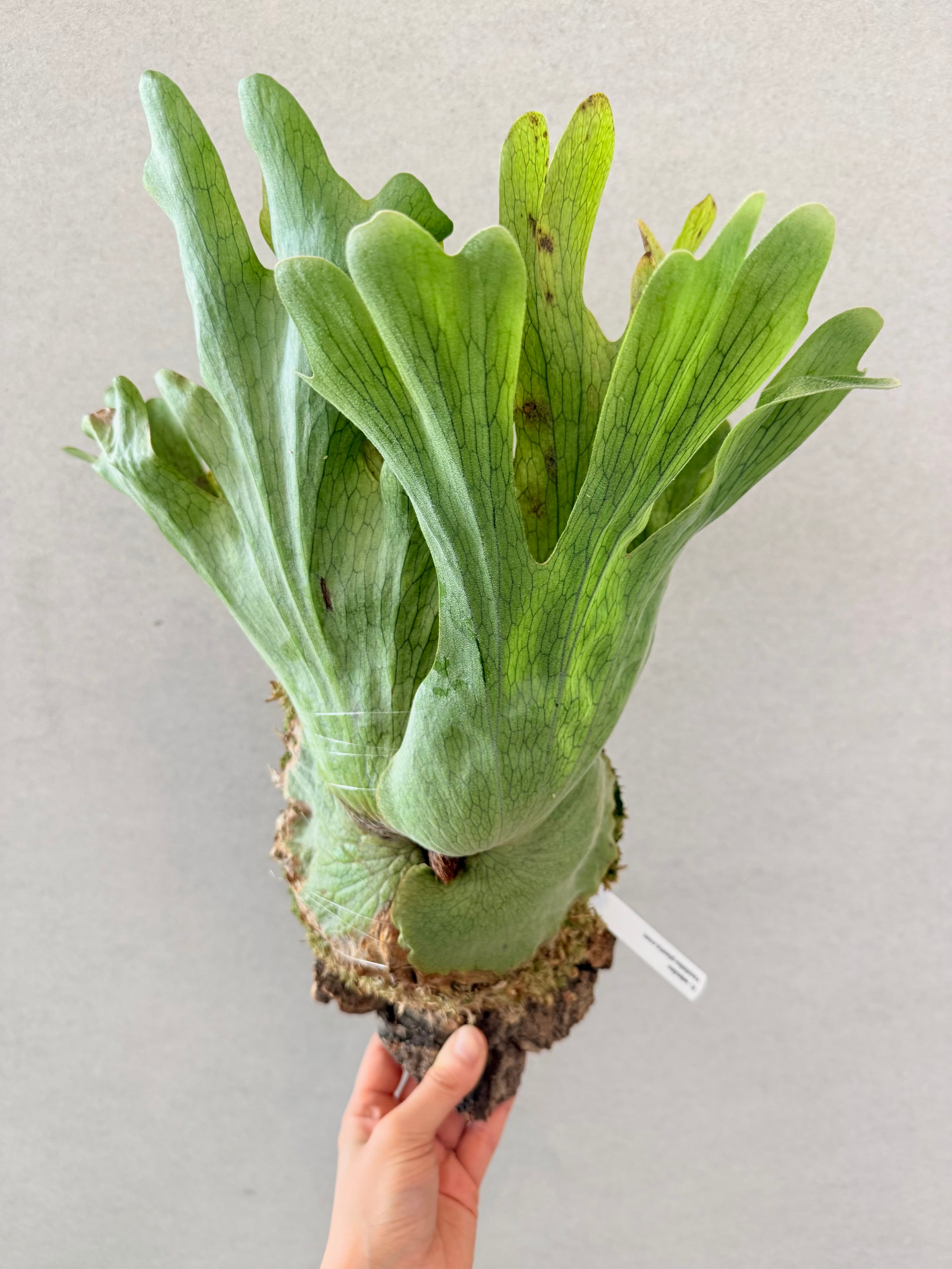 a) P. willinckii 'Pygmaeum' ウィリンキー 'ピグマエウム' | vandaka