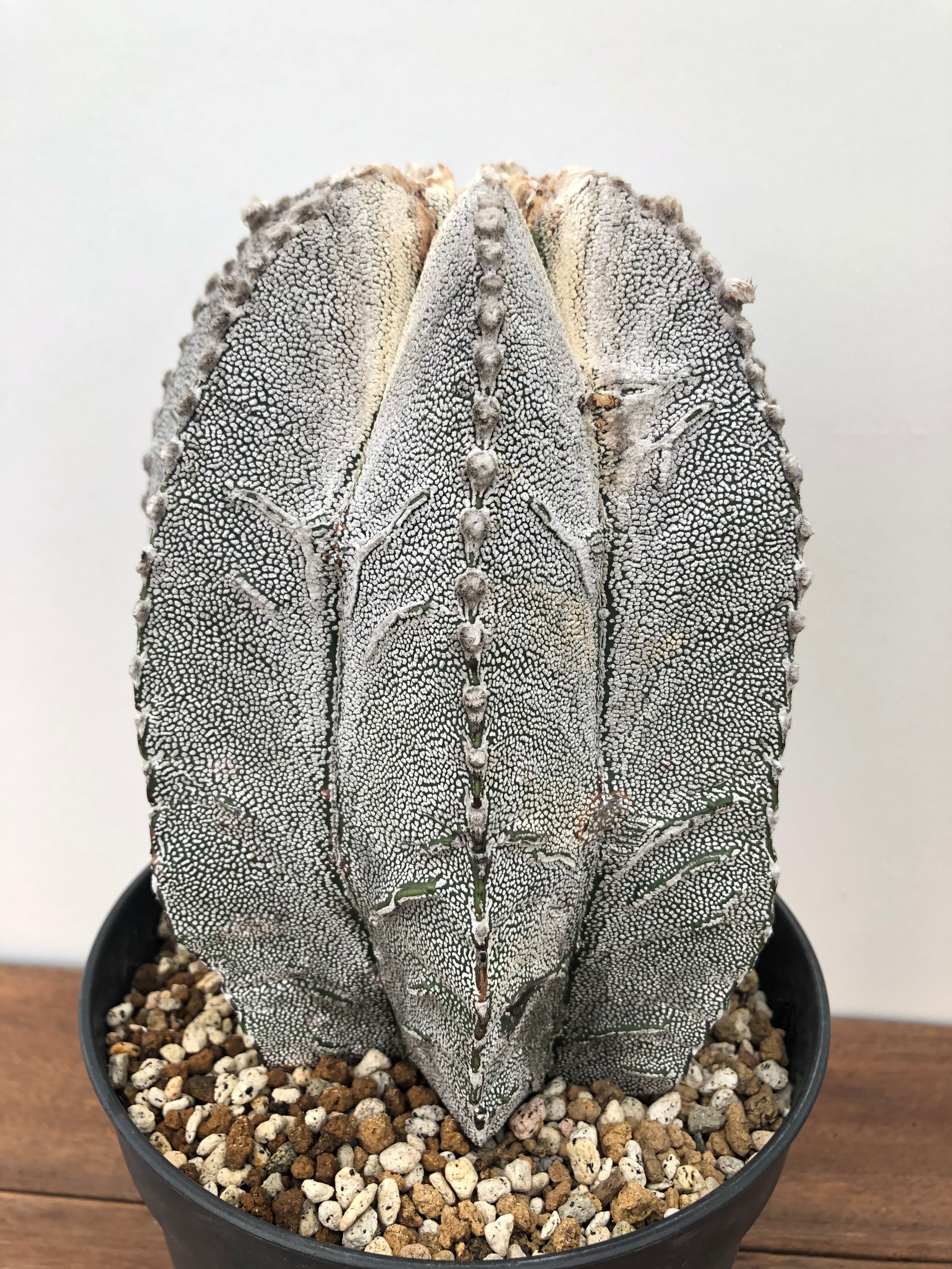 Astrophytum アストロフィツム 恩塚ランポー玉 特大 サボテン