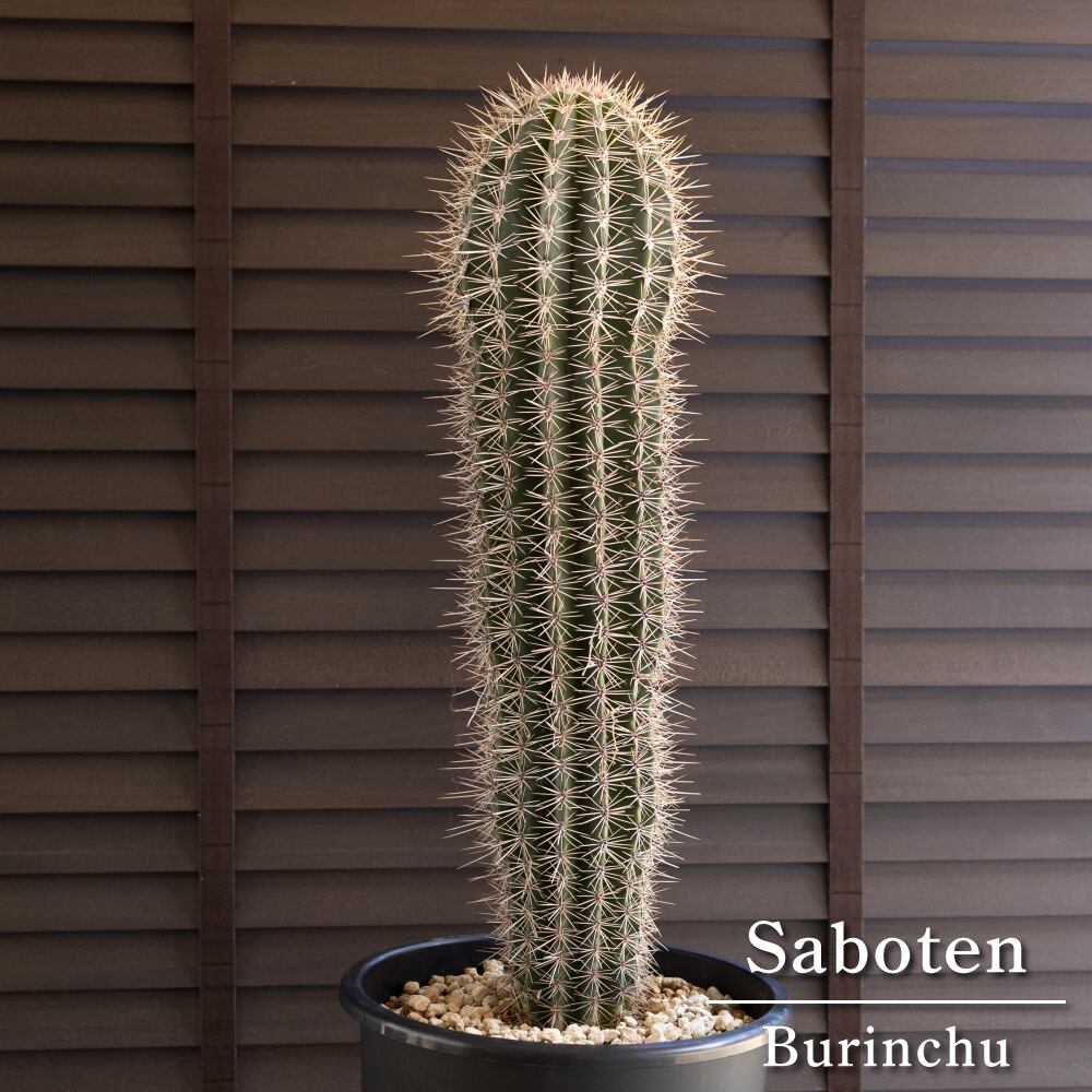 武倫柱 柱サボテン 9号 高さ82cm パキケレウス ブリン柱 ブリンチュウ 0712BK