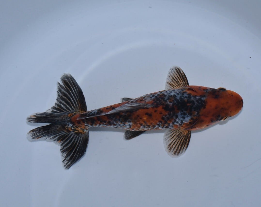 鈴木系変わり東錦（ブルー＆ホワイト）【SBW-05】 | 〈金魚専門店