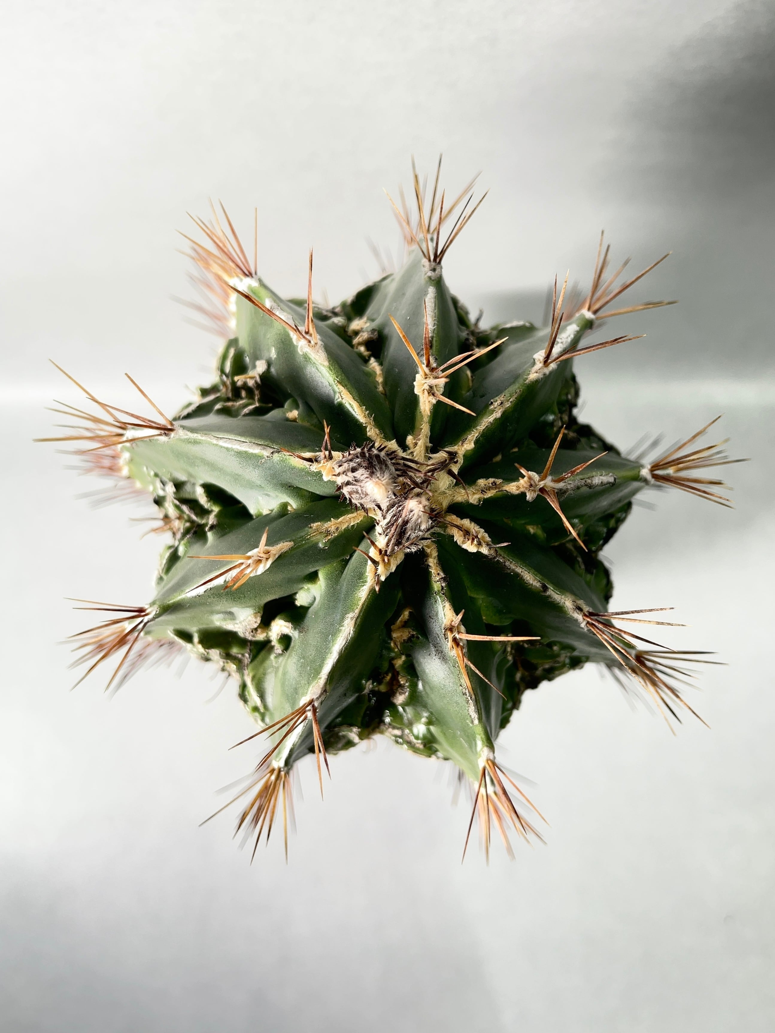 アストロフィツム・白条複隆般若 | trigger