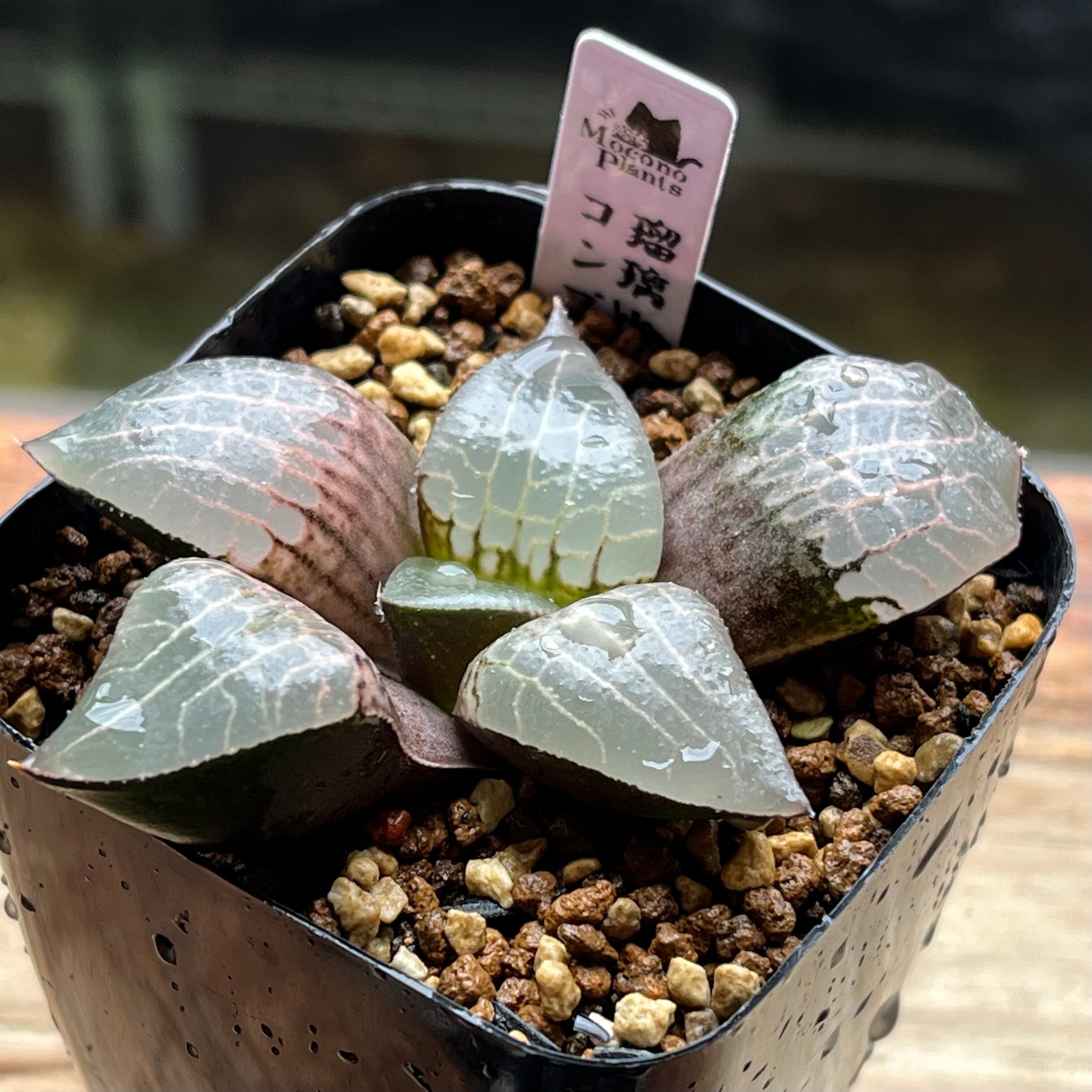 ハオルチア 火焔山 極上斑 ハオルチア コレクタ錦 火焔山 | mocono_plants