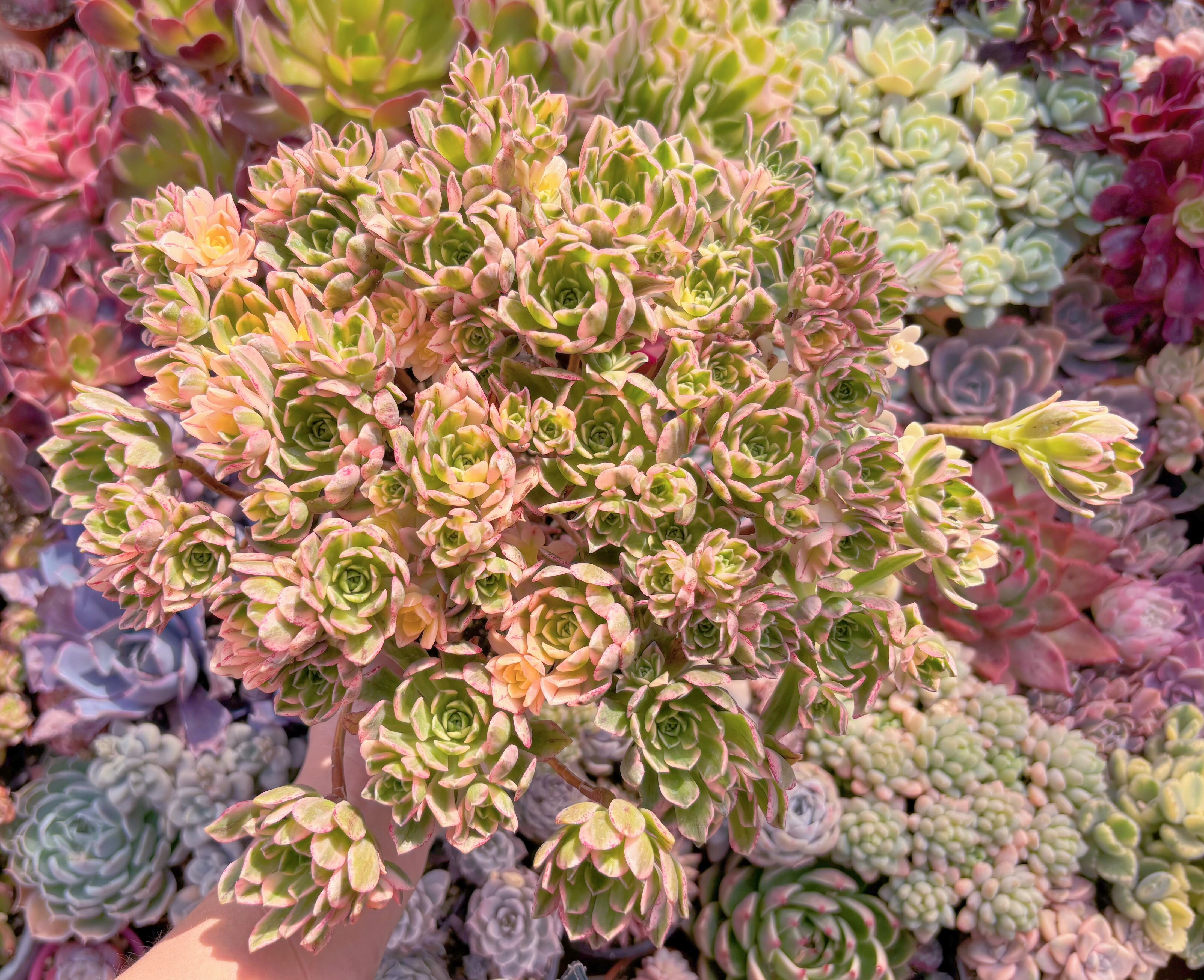 現品　sweet tea#889　特特大群生　るる農園