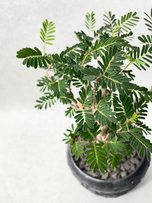 センナ・メリディオナリス