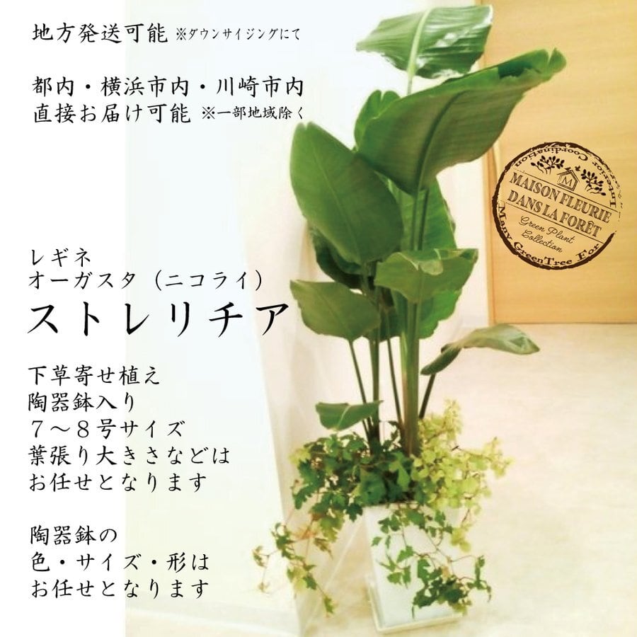 観葉植物 ストレリチア 8号 寄せ植え 陶器鉢 白 レギネ オーガスタ