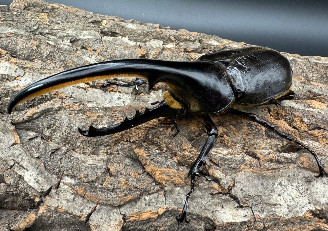 《ヘラクレス・ヘラクレス 139mm ペア》