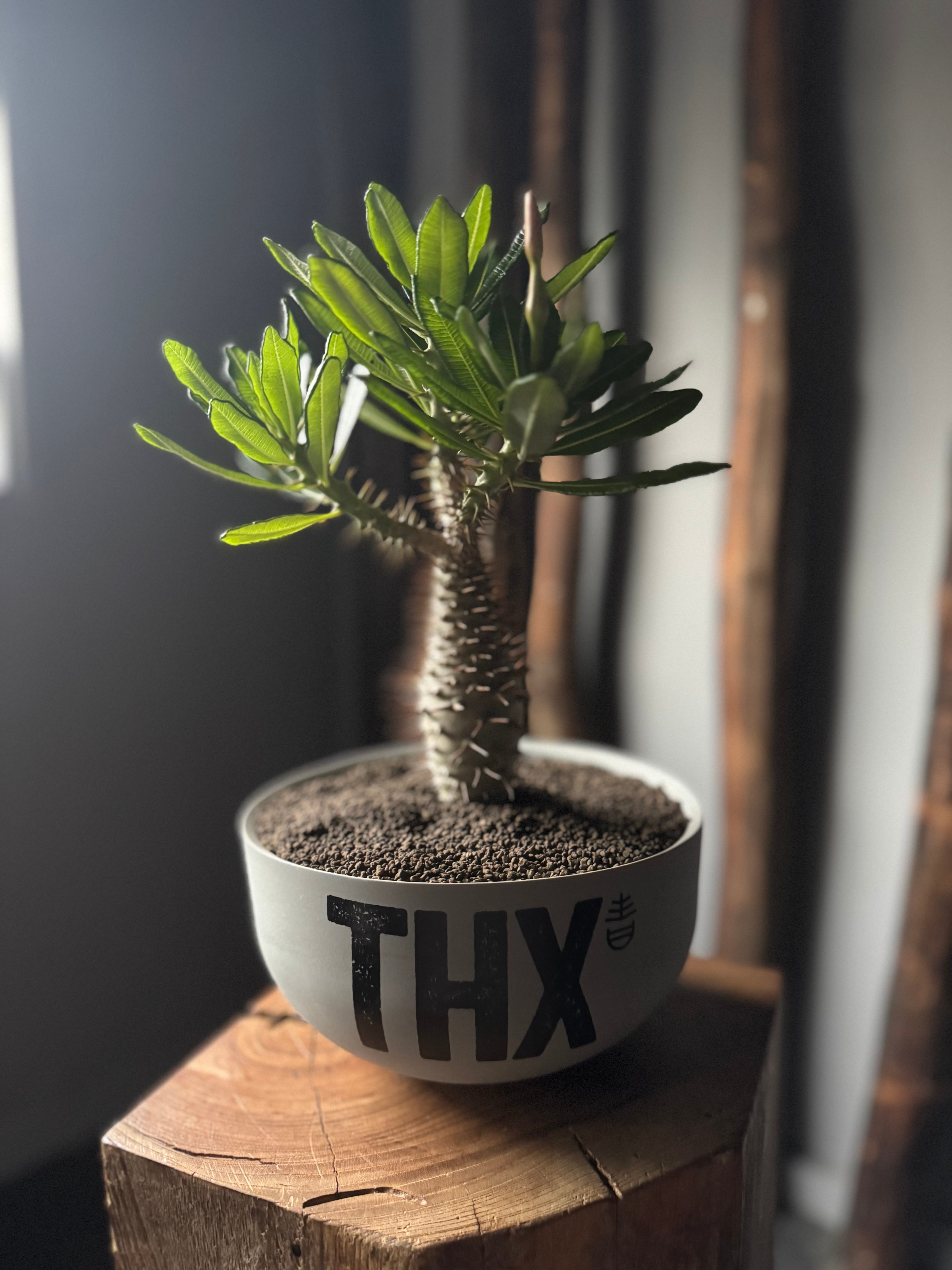 【新着】Pachypodium ambongense × VALIEM GHOST“THX鉢”青坊主別注 Gray Color【XLsize】アンボンゲンセ