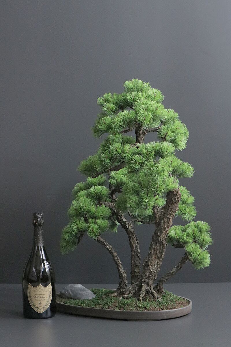 盆栽 松 Pinetree Bonsai #156 | Oh! BONSAI