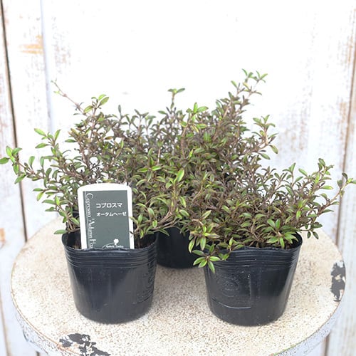 ソテツ 中型植物 10号プラ鉢 高さ(鉢底から)1m 子株が十