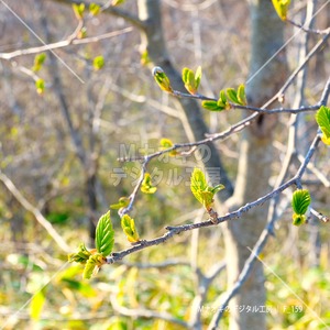 新芽 北海道の春　sprout spring in hokkaido