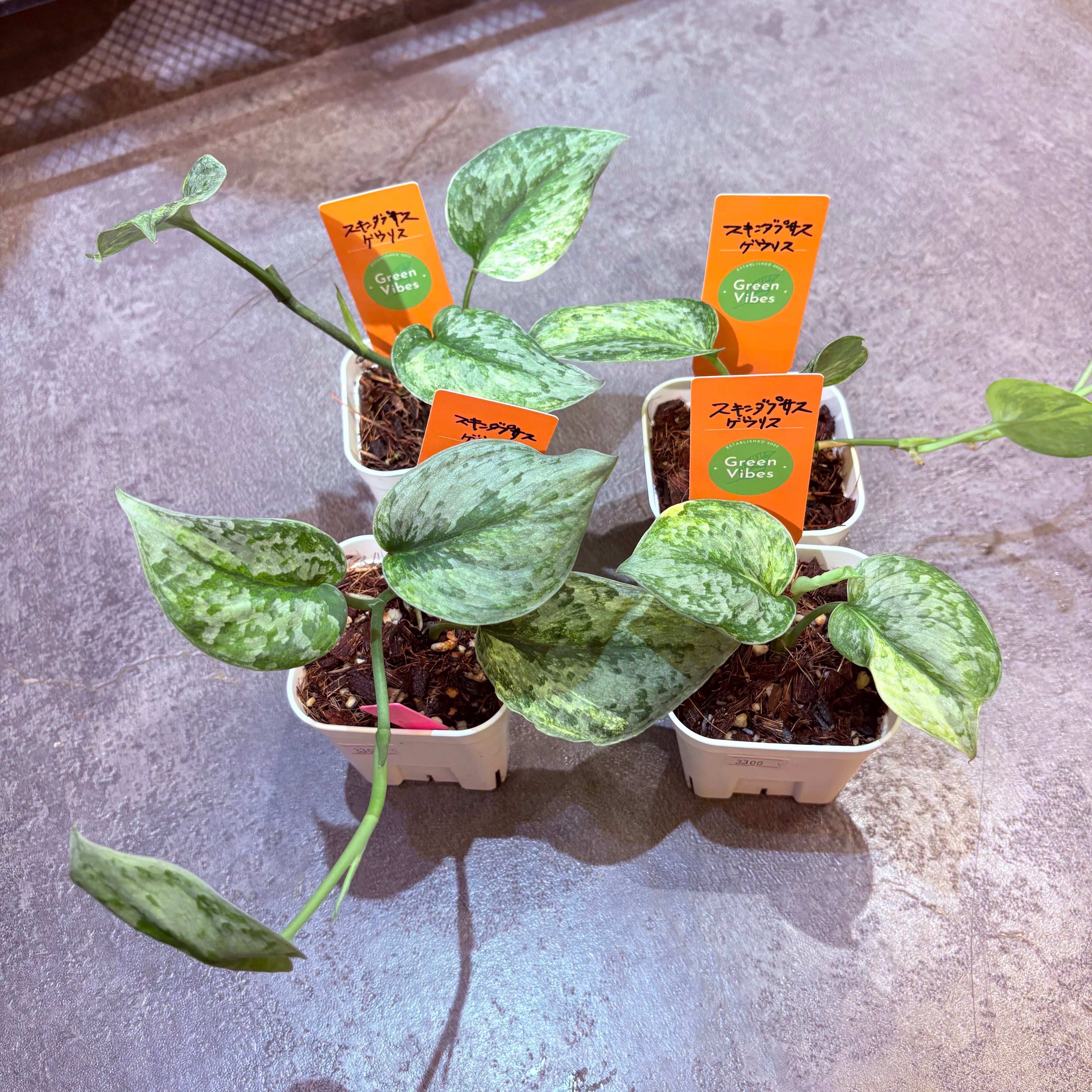 スキンダプサス ゲウリス 3号 | Green Vibes 宇都宮市の観葉植物専門店