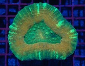 Scolymia HiendUltra