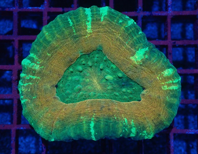 Scolymia HiendUltra