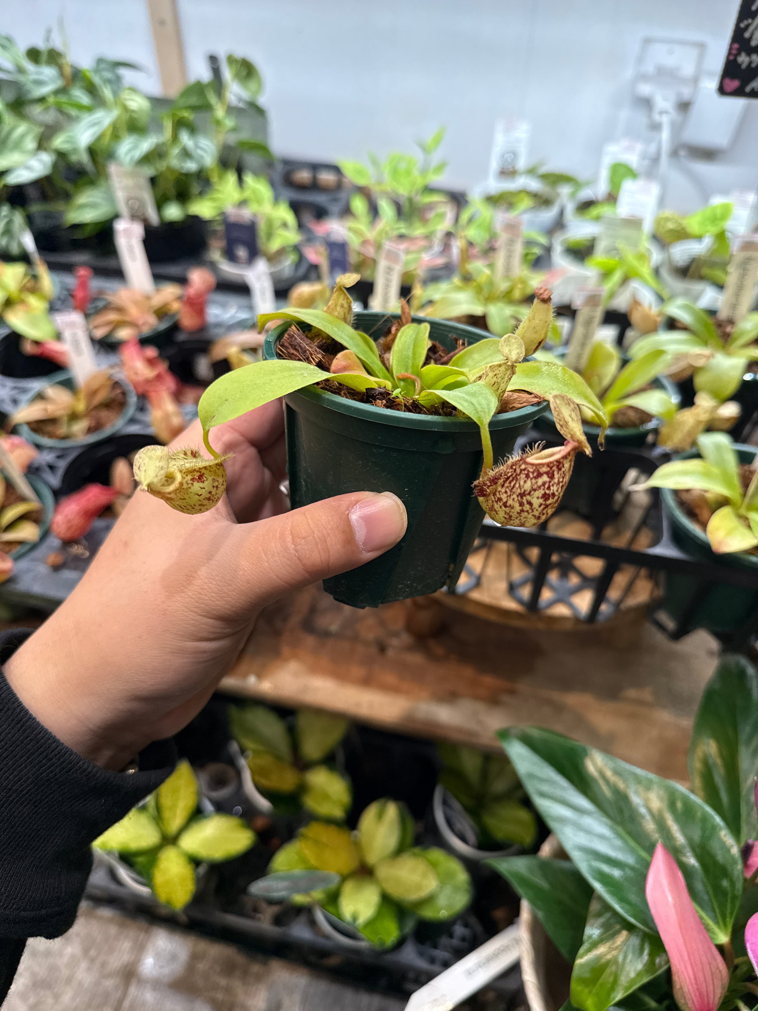 食虫植物　ネペンテス　アンプラリア　斑入り　初根　初芽済み DOOA STYLE #23 魅惑のネペンテスケース | NEWS | DOOA