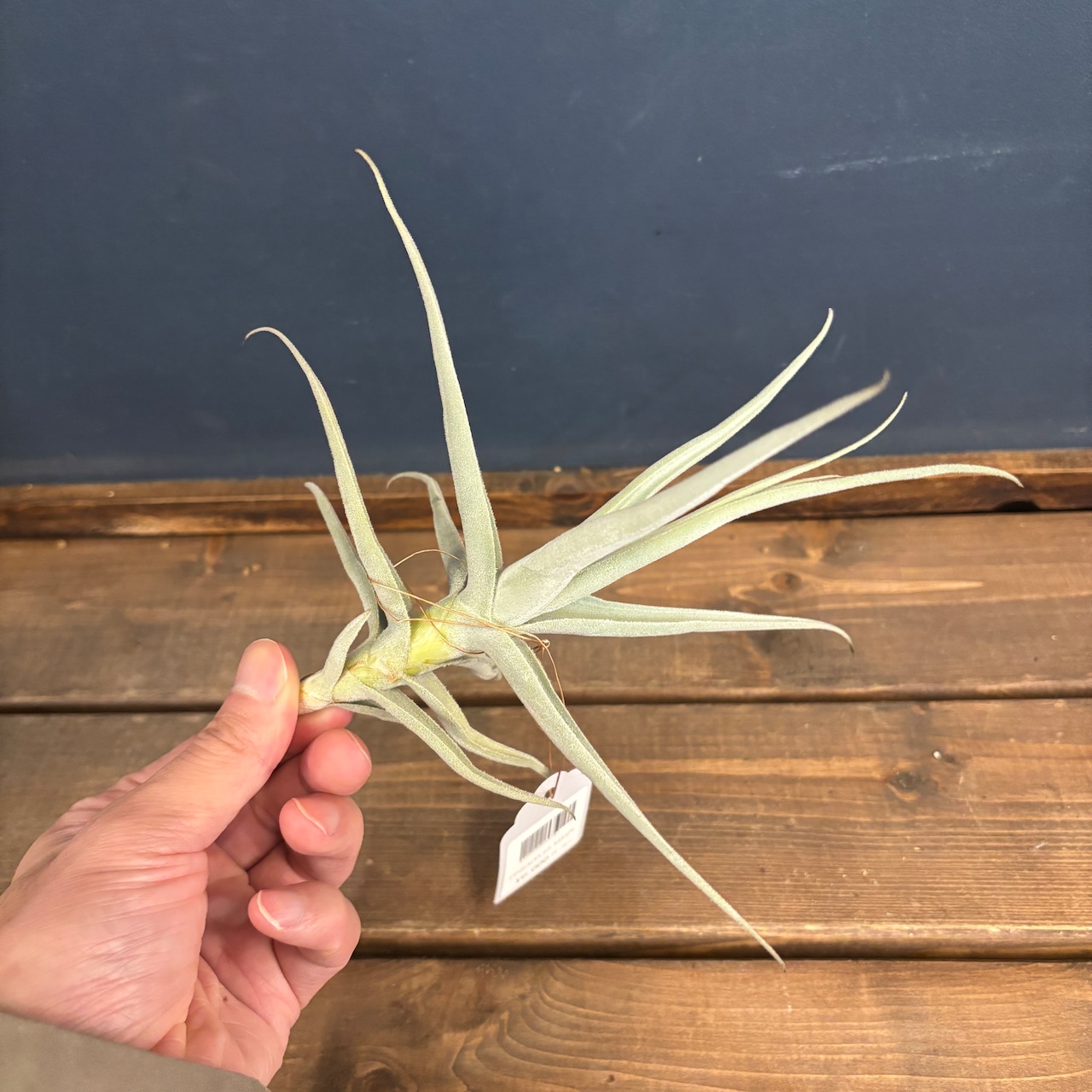 チランジア パレアセア Hyb【1046】