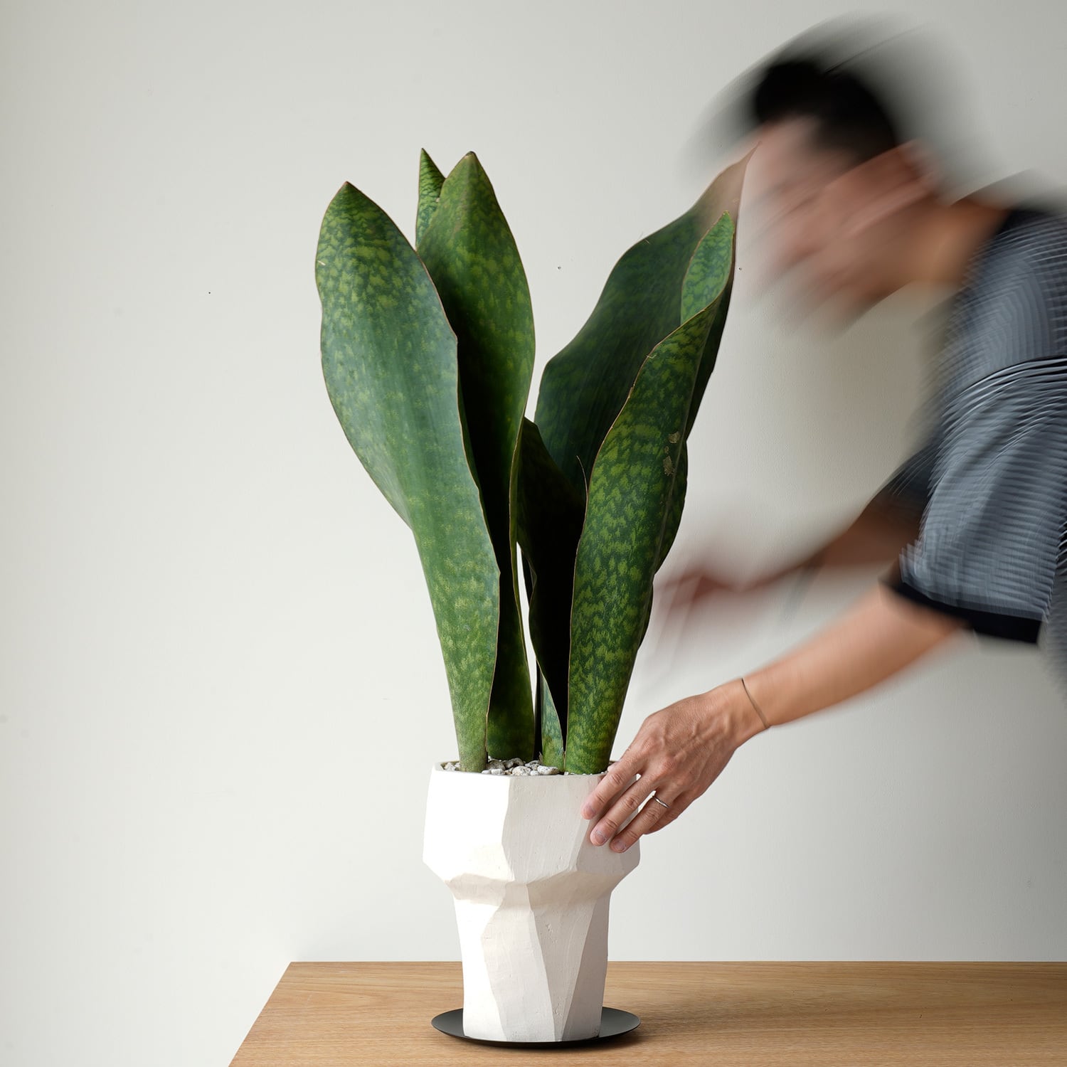 AYANAS（アヤナス）｜観葉植物のセレクトショップ・通販