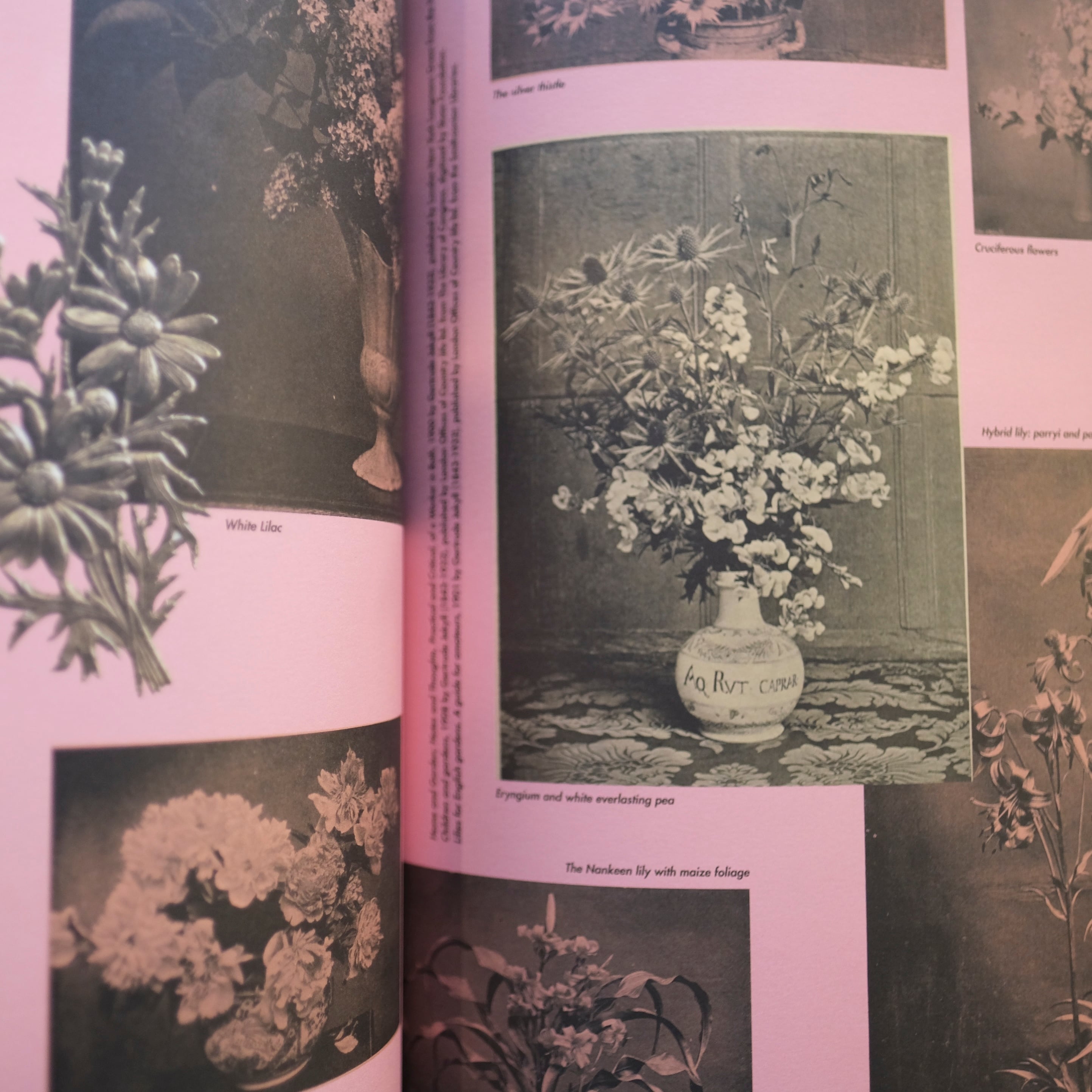 Blumenhaus / Blumenhaus magazine Issue1 | アトリエみちくさ