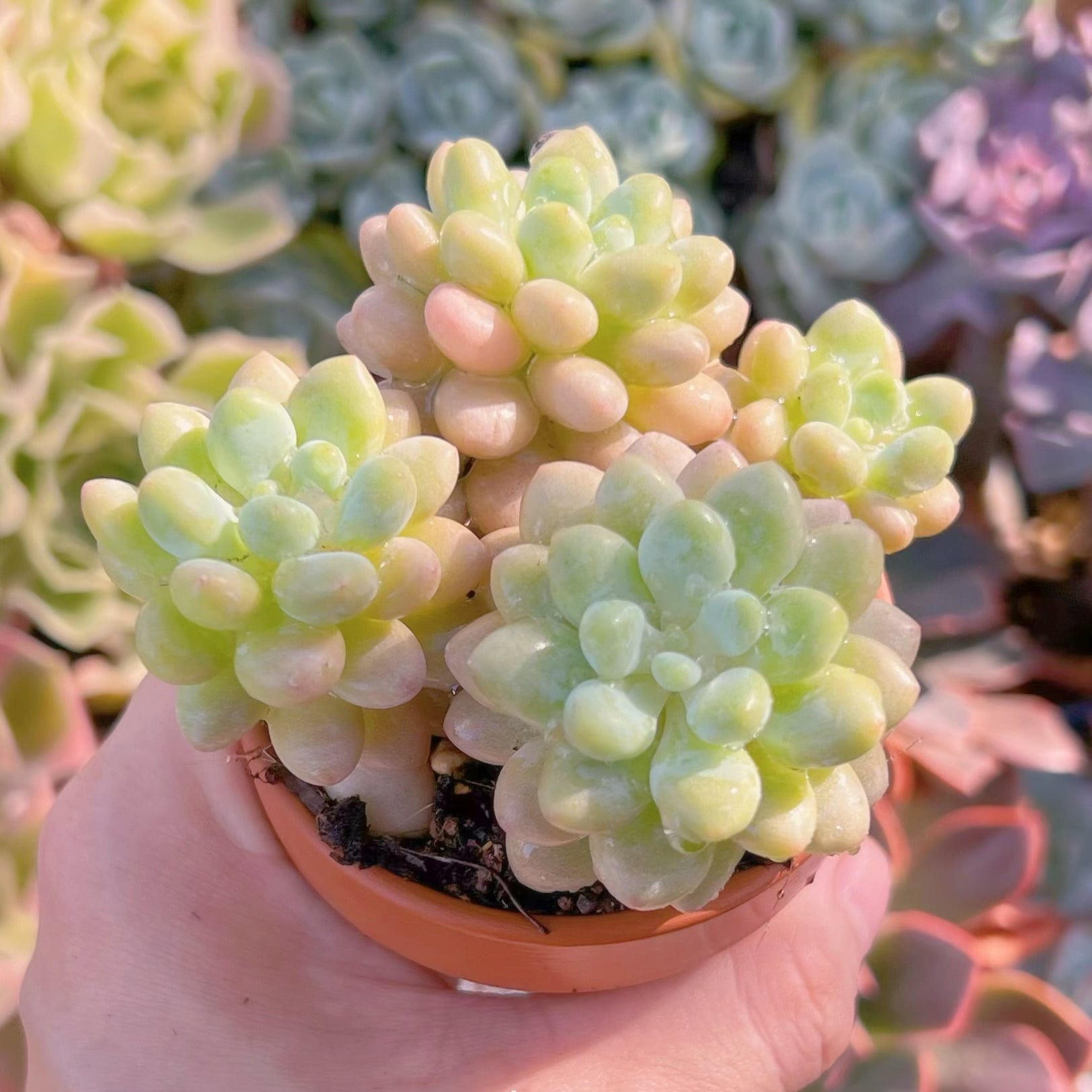 多肉植物　キャビア錦 多肉植物 キャビア 4頭以上 新入荷 るる農園 | るる農園~多肉植物専門