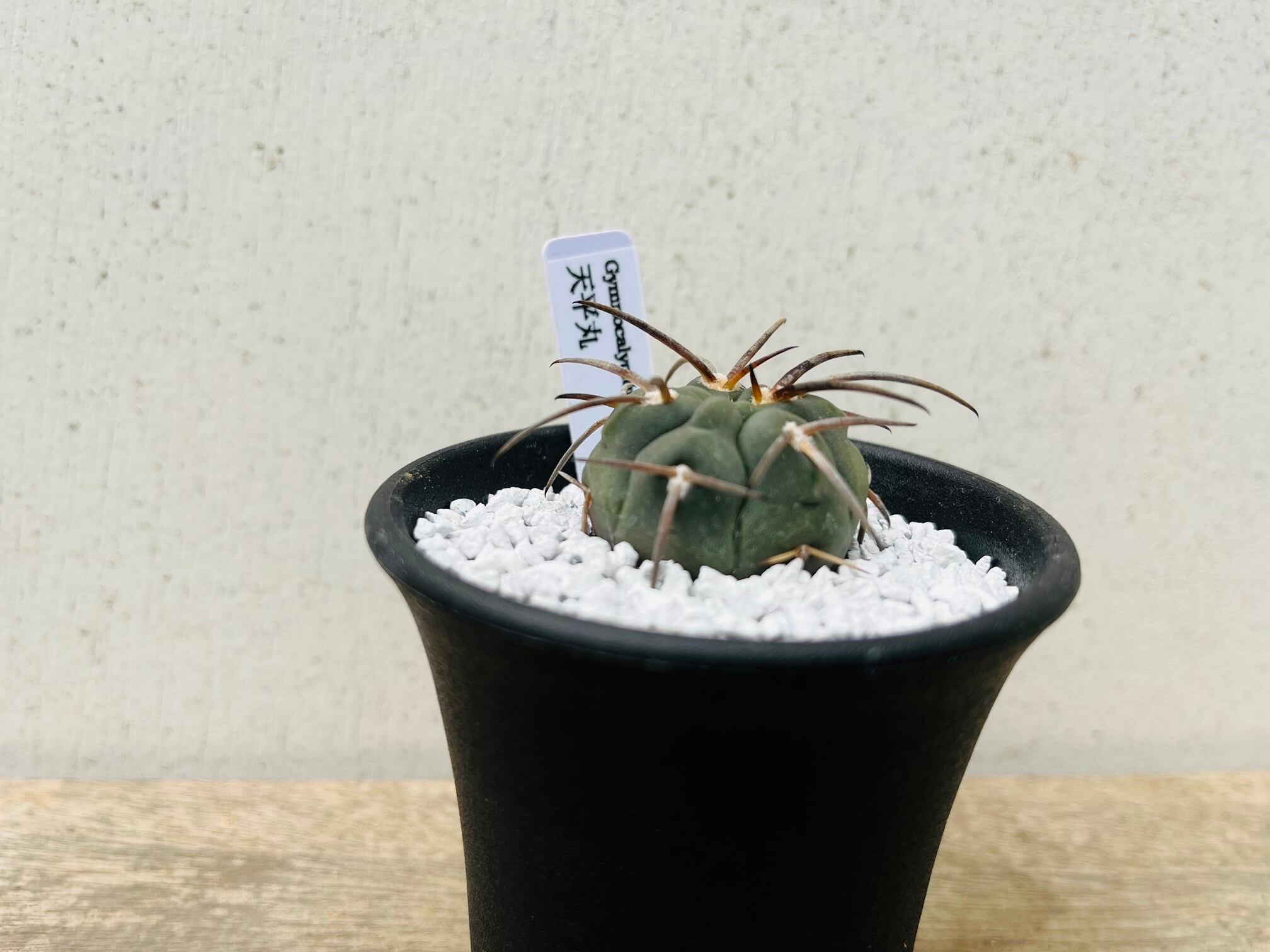 Gymnocalycium spegazzinii ギムノカリキュウム 天平丸 サボテン