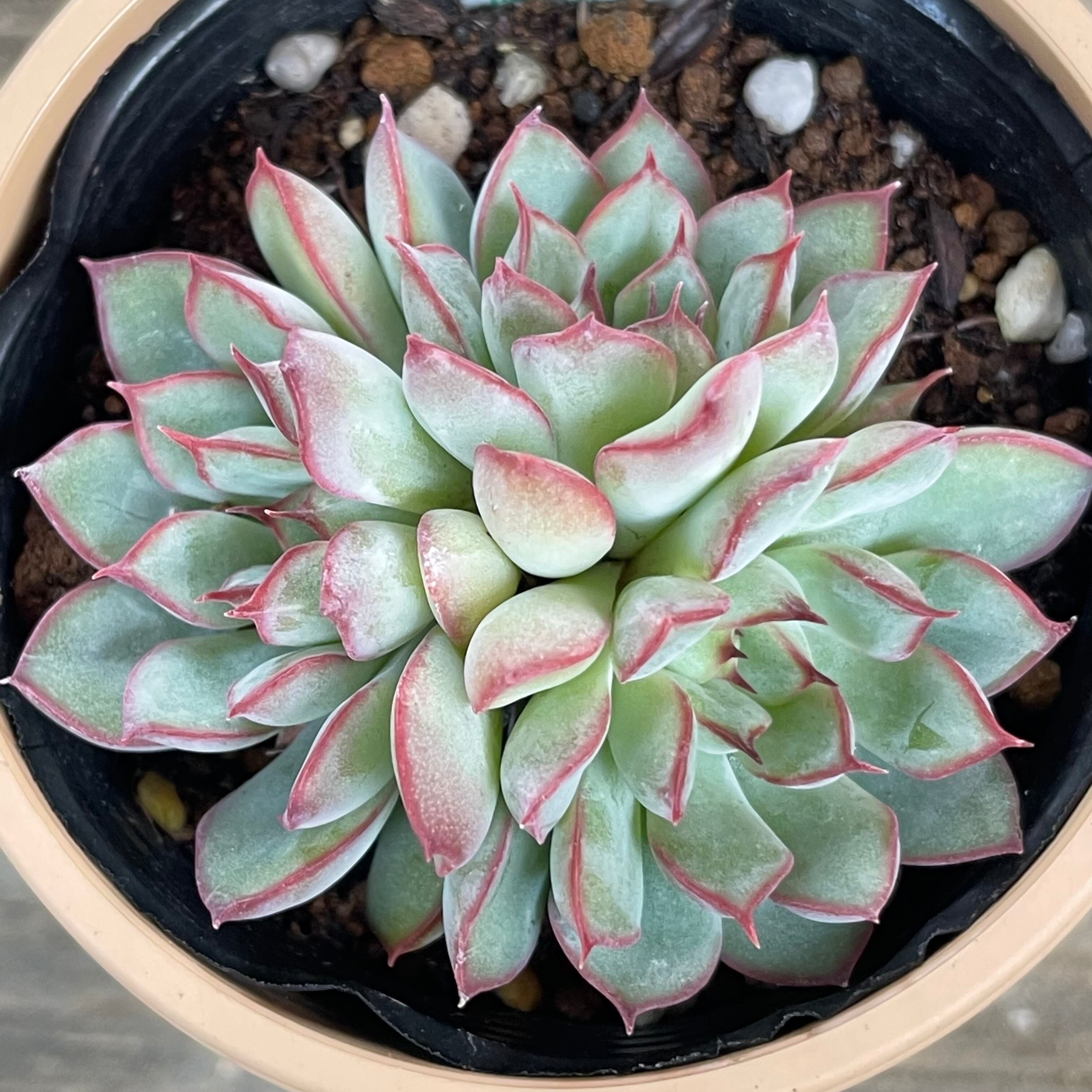 花野バラ | RuPo 多肉植物専門店