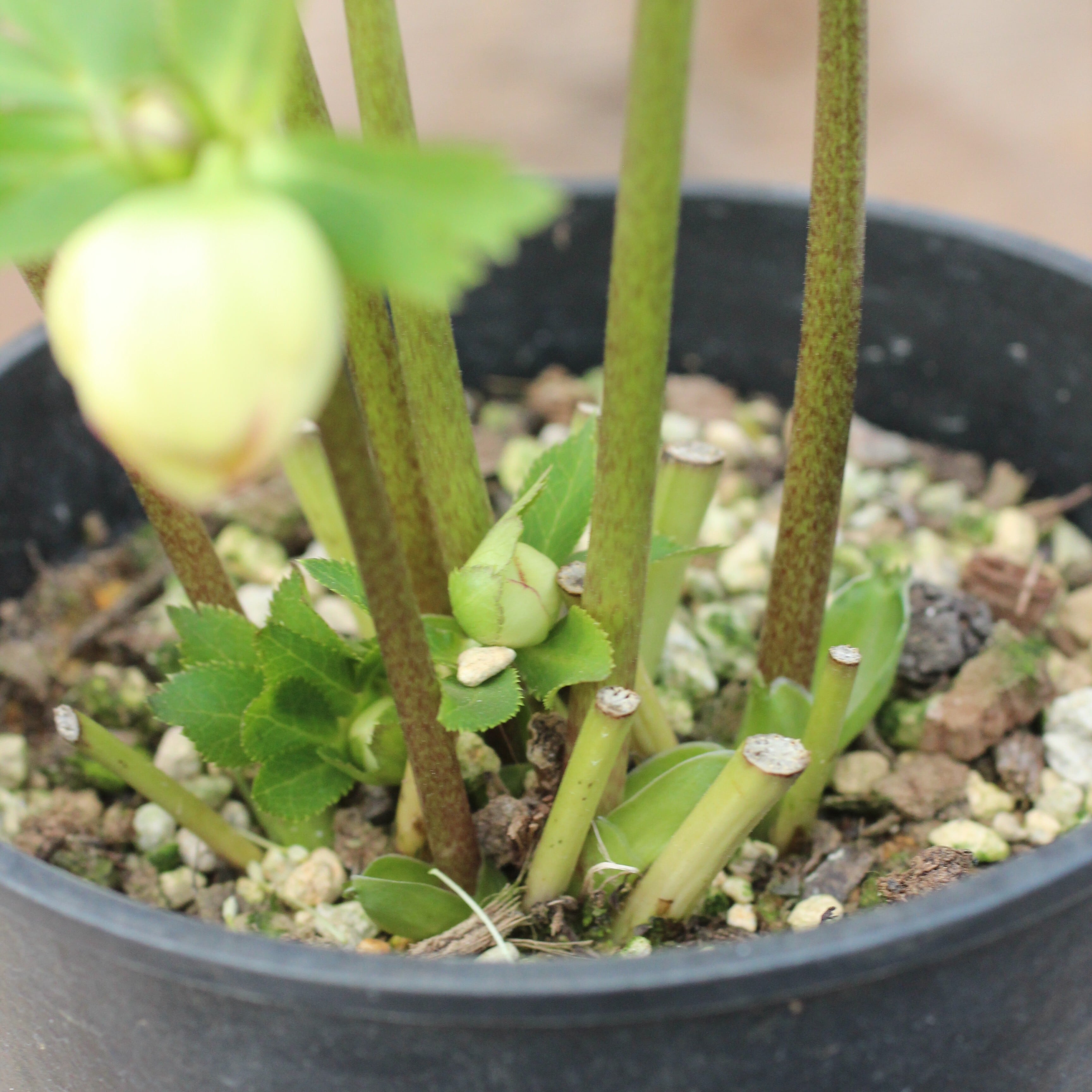 WS26-069 クリスマスローズ ウィンターシンフォニー イエローグリーン