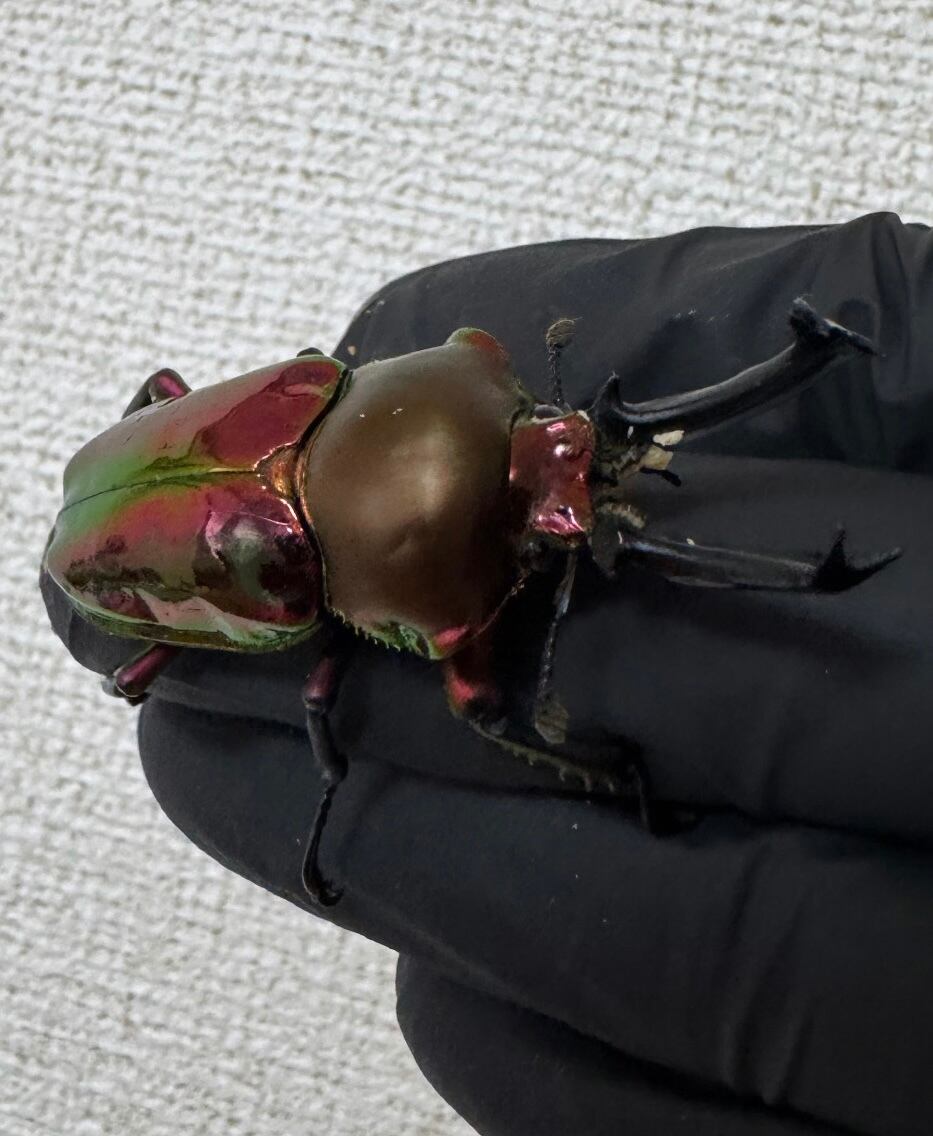 4mm】アカガネオオコブハムシ 赤銅色 コメツキムシ昆虫標本甲虫