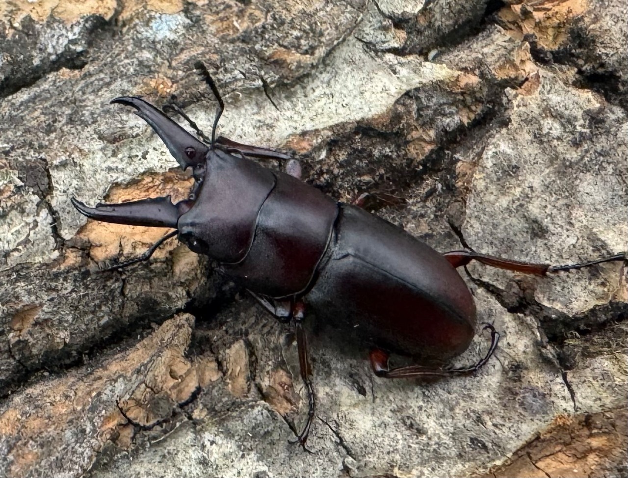 【WD】《ミスティクスノコギリ 26mm ペア》