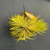 チランジア　ハムエムラ　ハンギング【891】