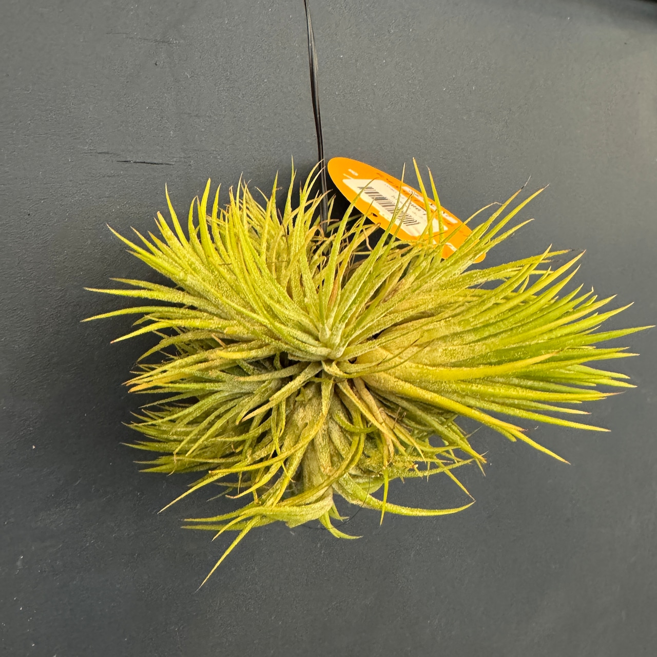 チランジア ハムエムラ ハンギング【891】