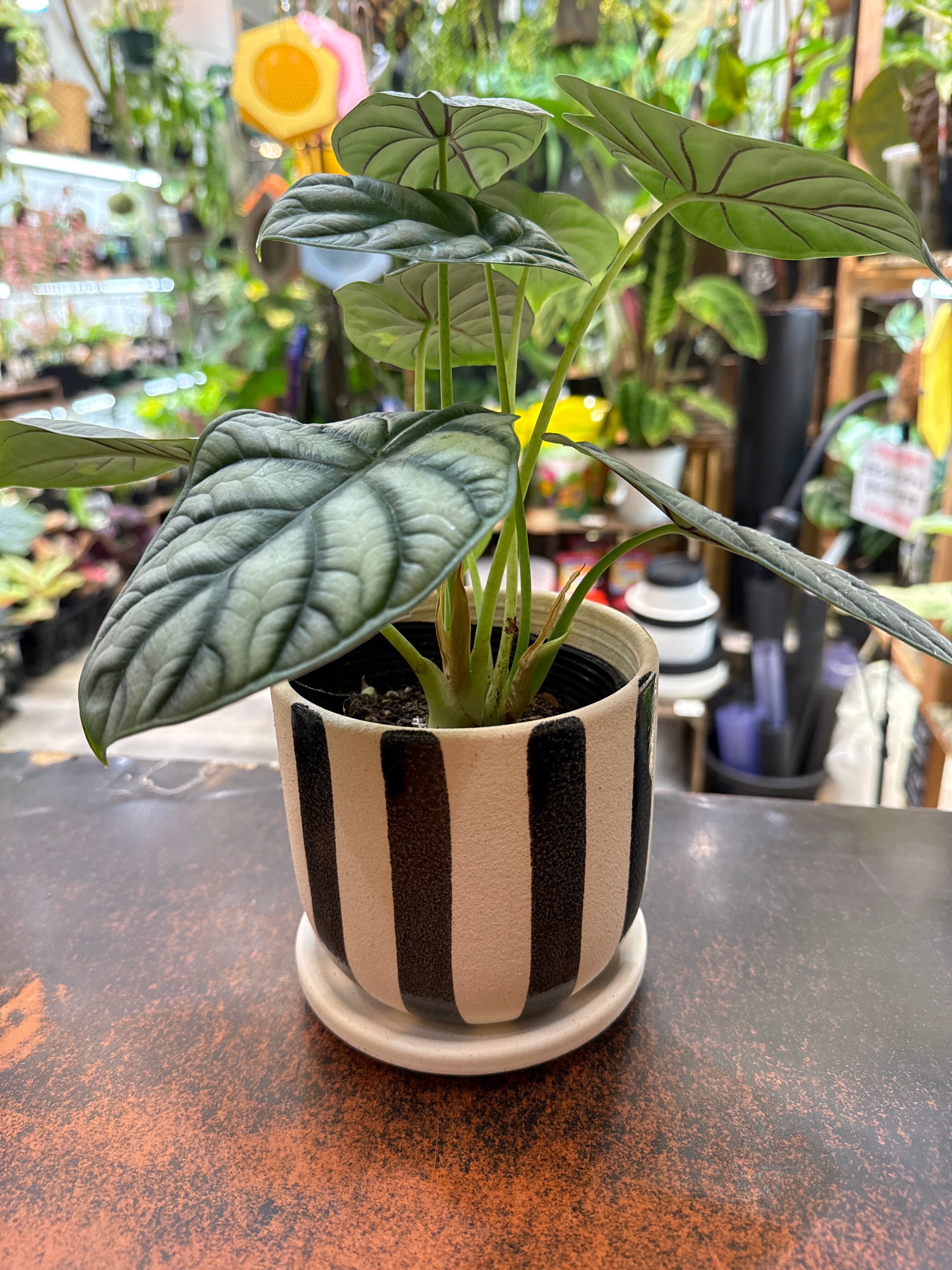 石製植木鉢 黒 白ストライプ nordicflowerpot.jpg