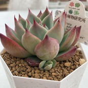 【現物商品】colorata=Lindsayana x colorata 'Mexican Giant'  2.5号サイズ