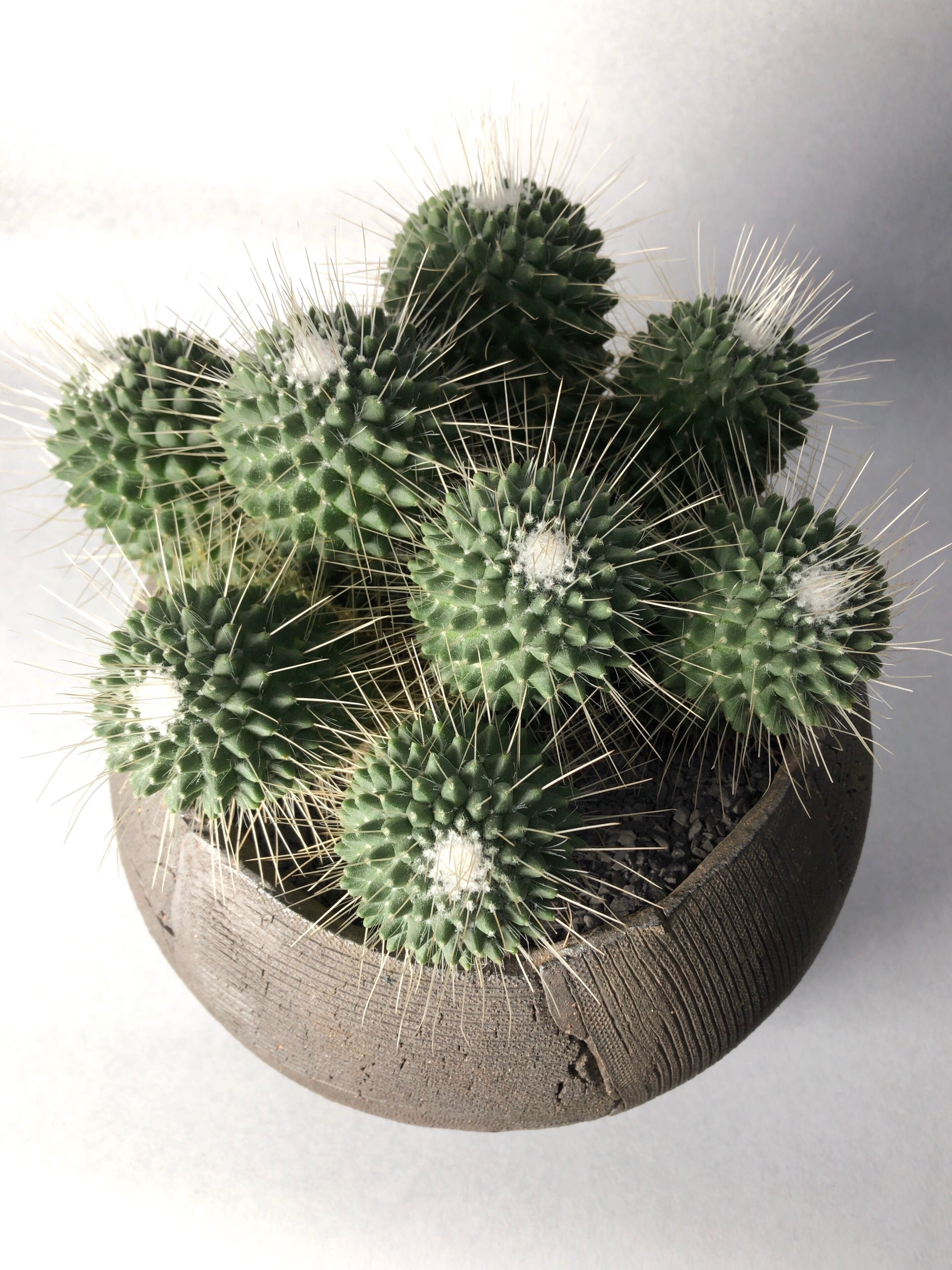 マミラリア・ピコ群生 | trigger