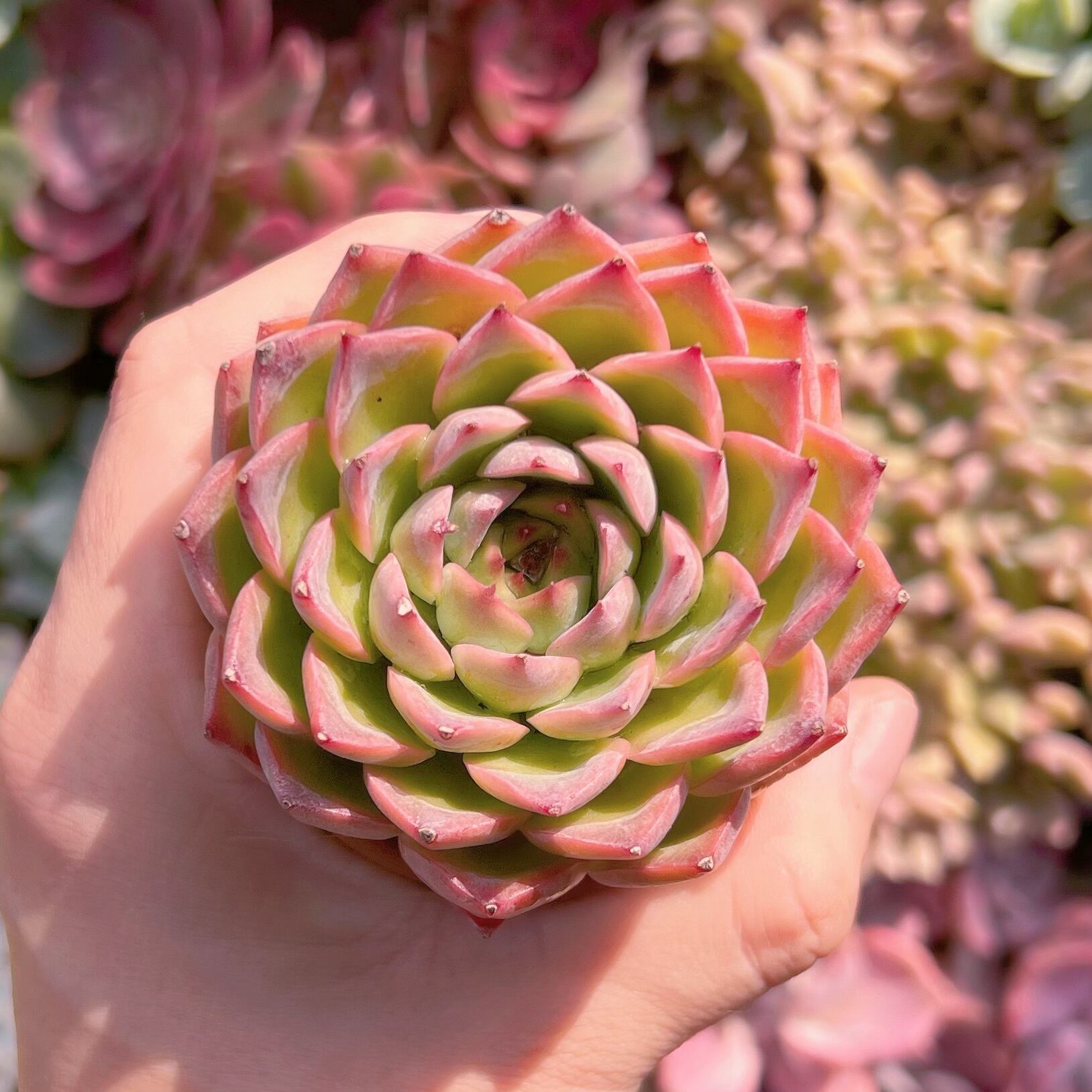 多肉植物　艶姫　新入荷　るる農園