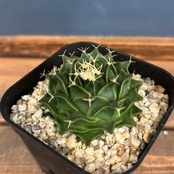 サボテン オブレゴニア 帝冠【843】