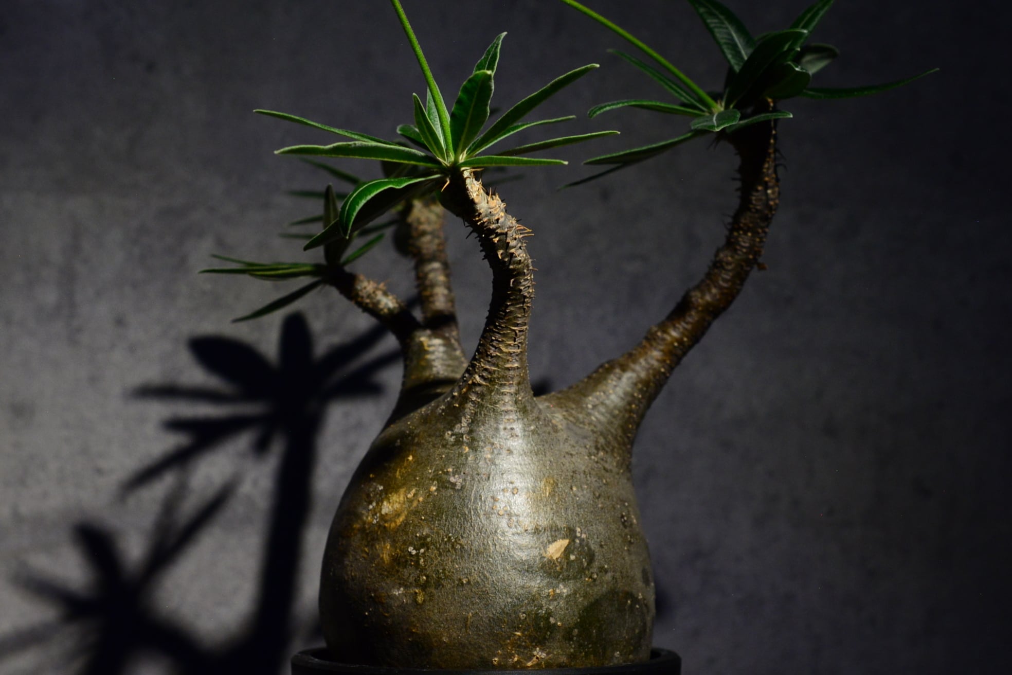 パキポディウム グラキリス 現地球〈象牙宮〉 | N collect plants