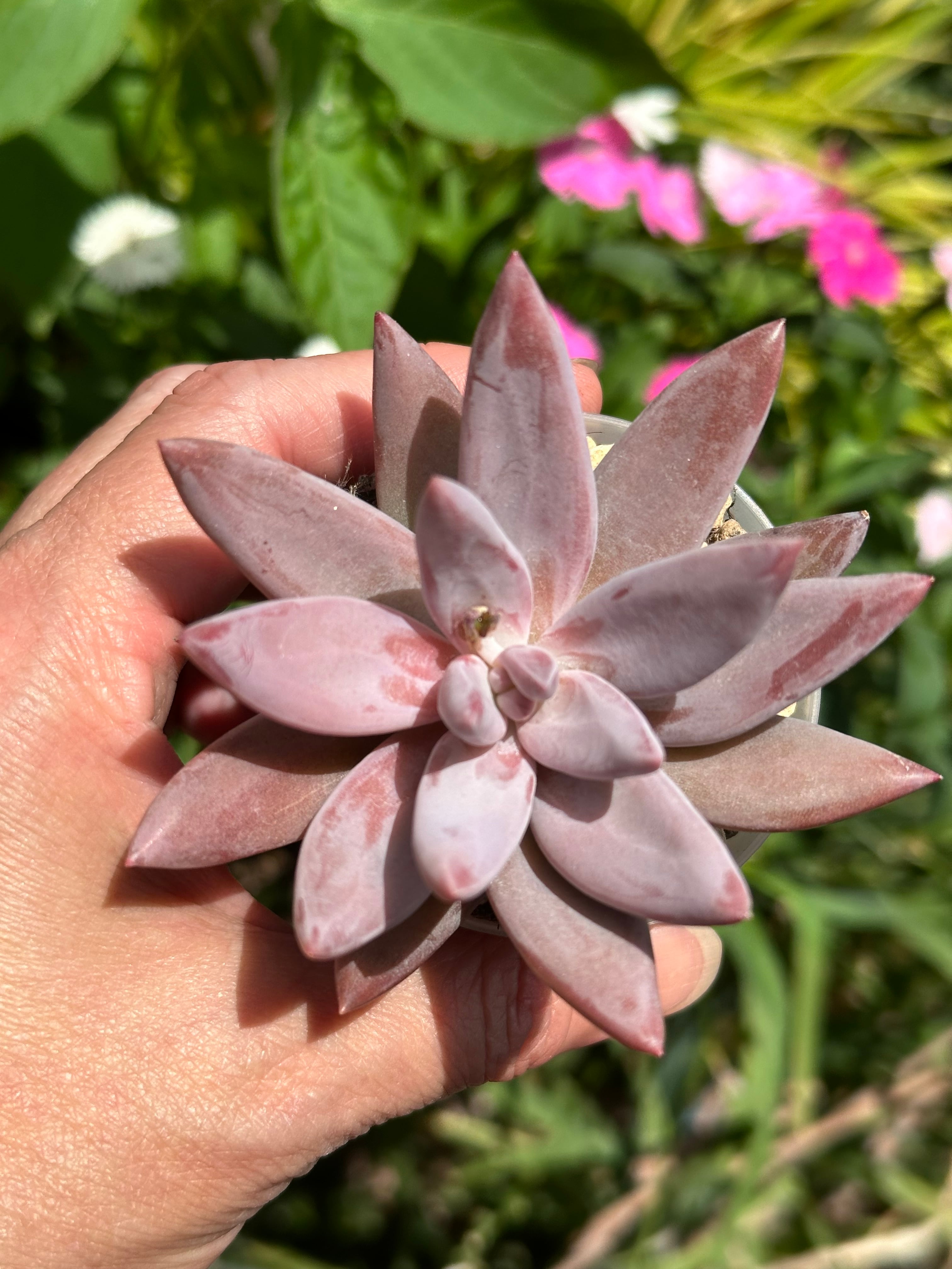 多肉植物 アエオニウム 孔雀白錦 美苗 #孔3 | PAY ID